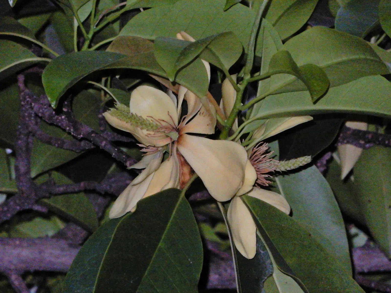 Laurel Magnolia (Magnolia Laevifolia) — although protection from harsh afternoon rays is advisable in hotter climates; deep green leaves that provide a
