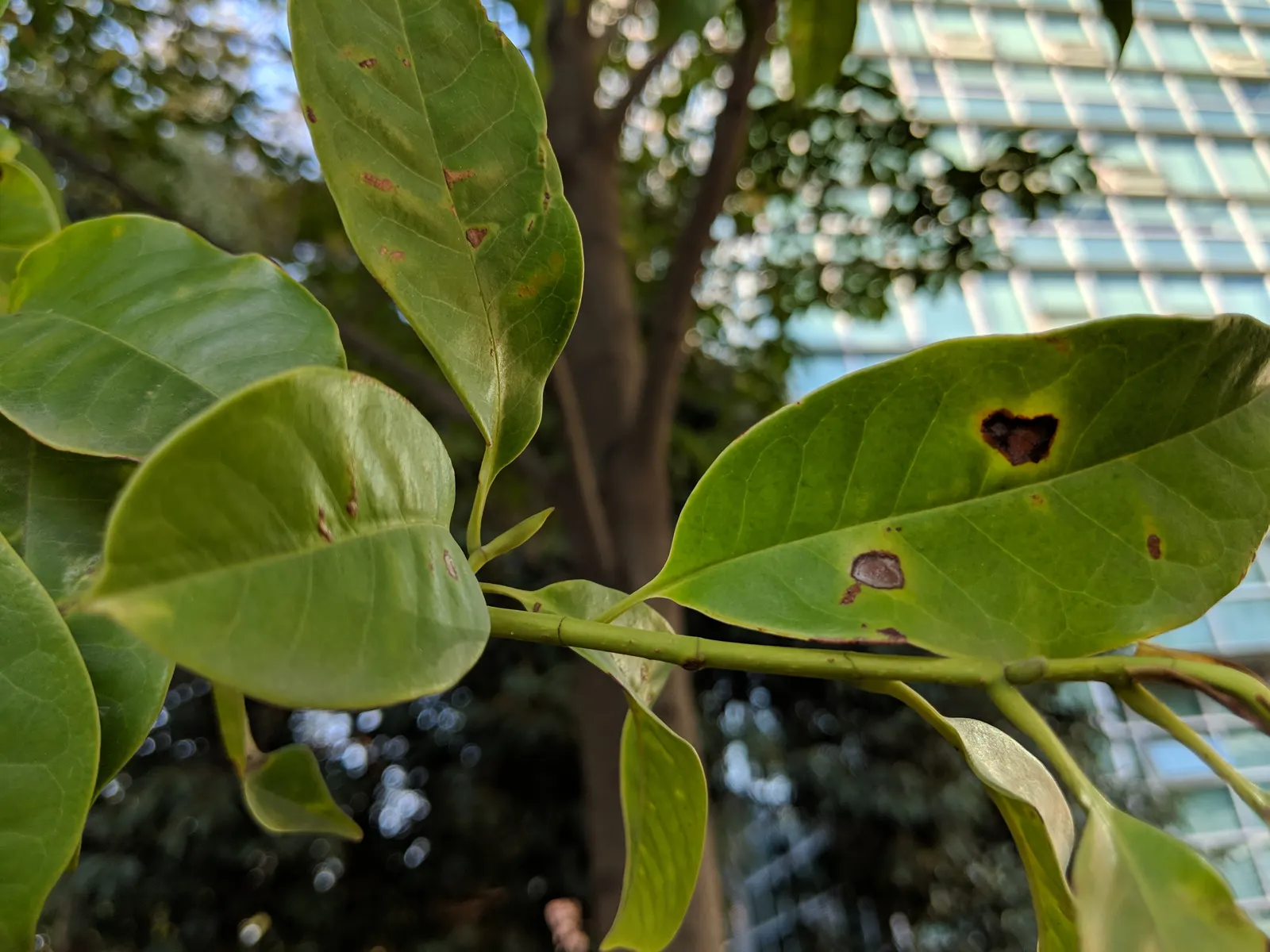 Laurel Magnolia (Magnolia Laevifolia) — Moderate watering habits are needed, ensuring the soil remains moist but never soggy; although protection from harsh