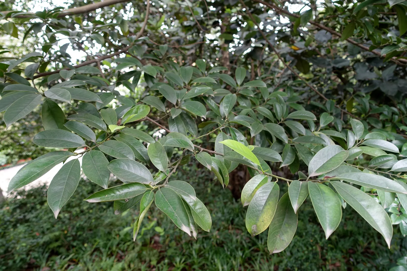 Laurel Magnolia (Magnolia Laevifolia) — tidy form.<br><br>Michelia is relatively pest and disease resistant; particularly heady in the late evening and early