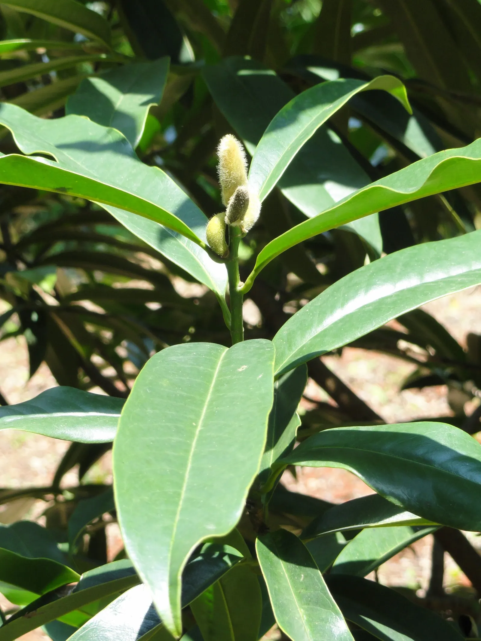 Laurel Magnolia (Magnolia Laevifolia) — making it both an aesthetic and aromatic gem suited to various landscape designs