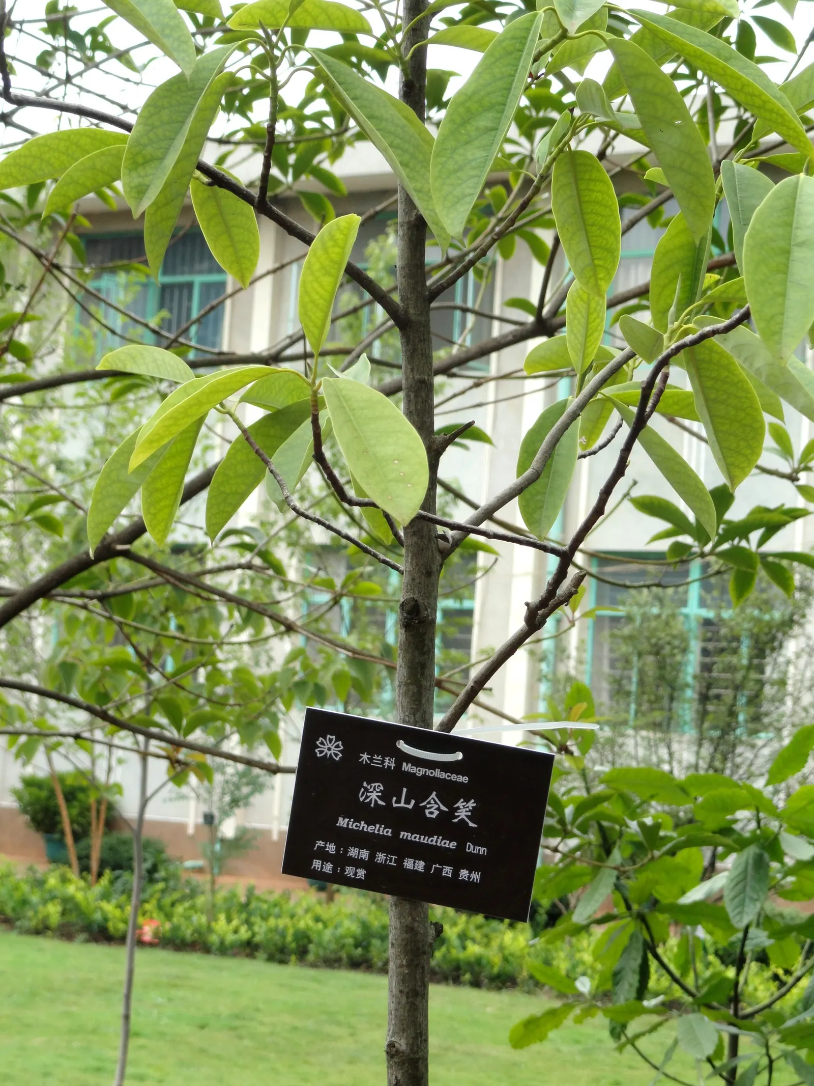 Laurel Magnolia (Magnolia Laevifolia) — making it both an aesthetic and aromatic gem suited to various landscape designs; is an evergreen shrub reaching up to