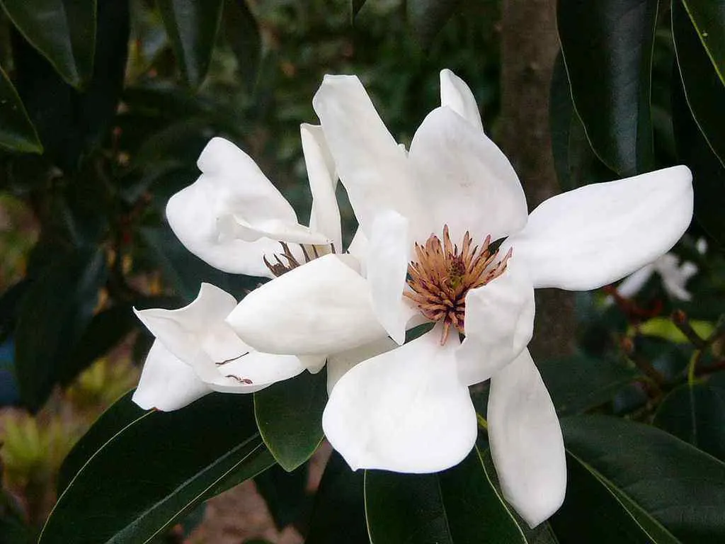 Laurel Magnolia (Magnolia Laevifolia) — evergreen shrub cherished for its ornamental appeal and sweetly-scented flowers; it adds not only year-round visual