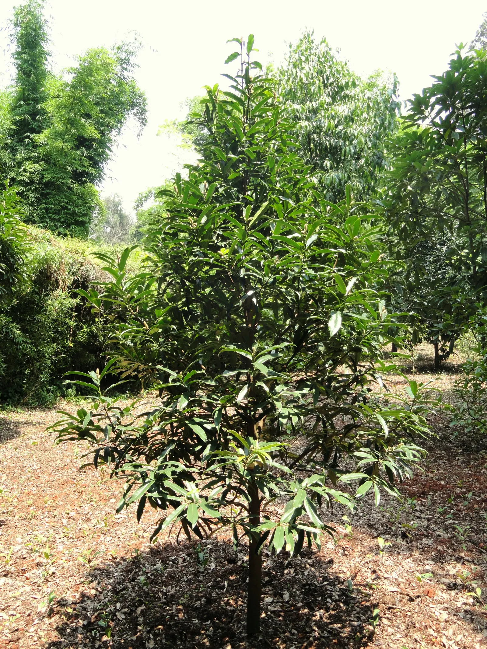 Laurel Magnolia (Magnolia Laevifolia) — Glossy, dark green leaves provide year-round interest; regular pruning is not required