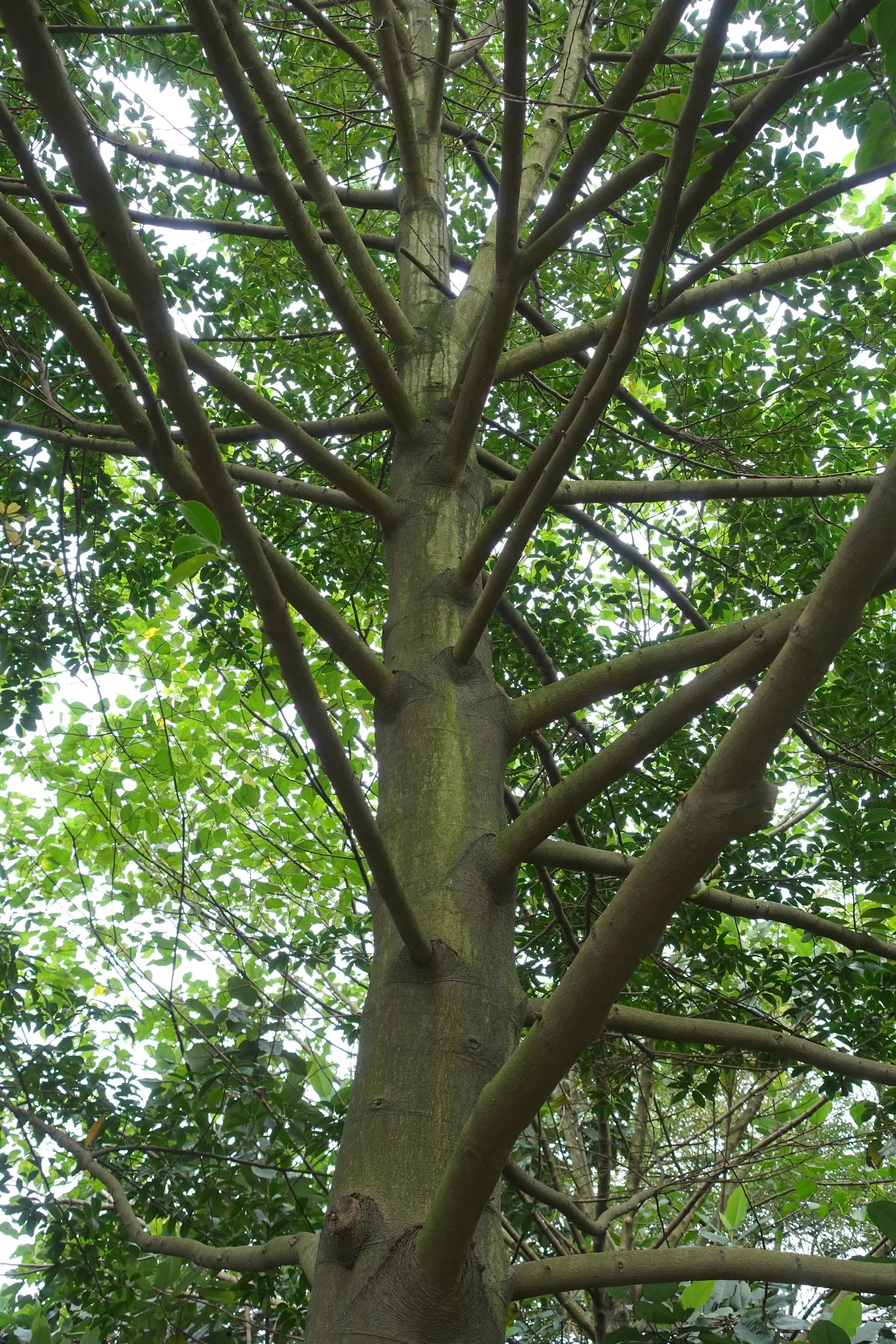 Laurel Magnolia (Magnolia Laevifolia) — Prefers well-drained, acidic soil and partial to full sun exposure; tree for full or half or shade