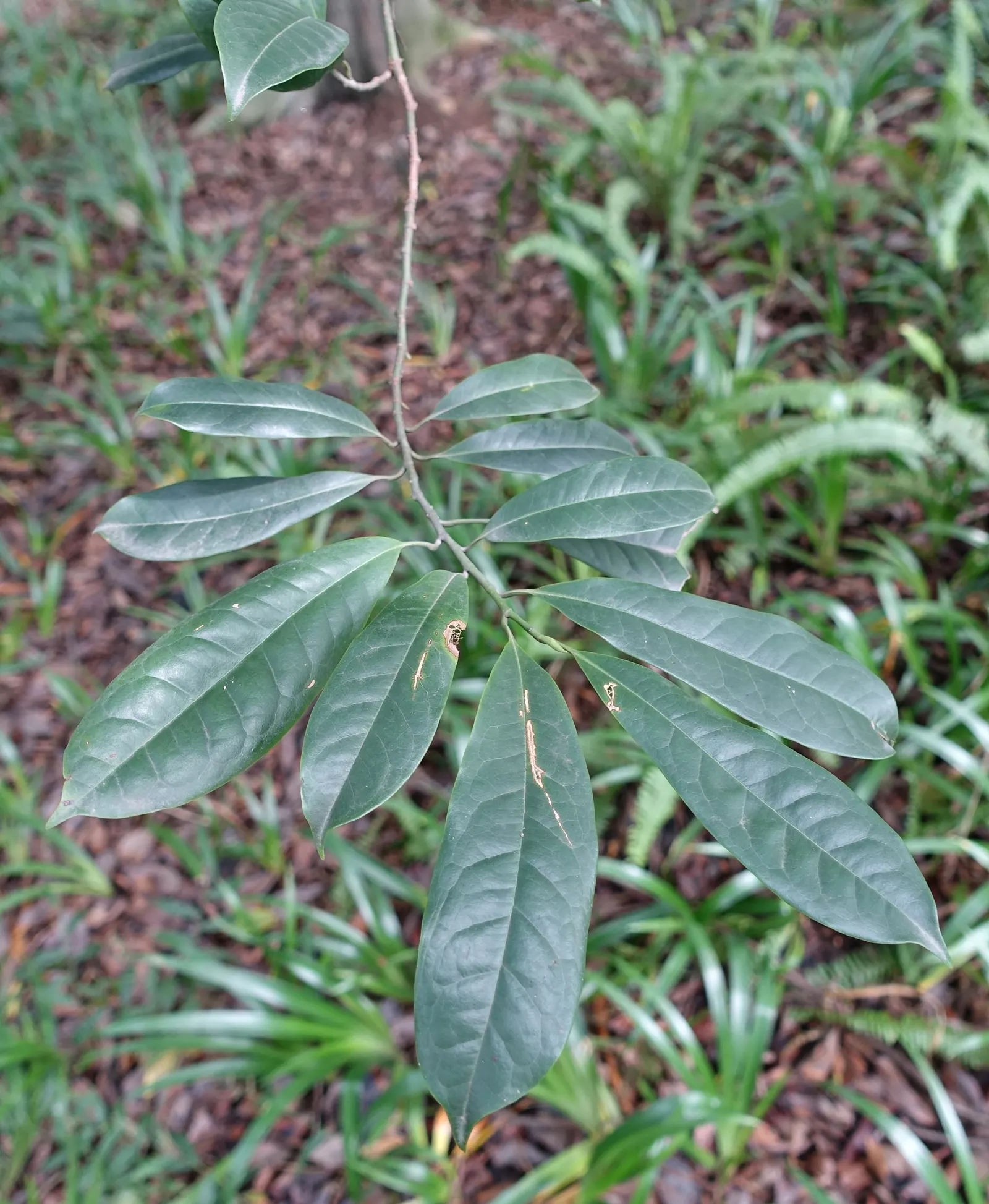 Laurel Magnolia (Magnolia Laevifolia) — although protection from harsh afternoon rays is advisable in hotter climates