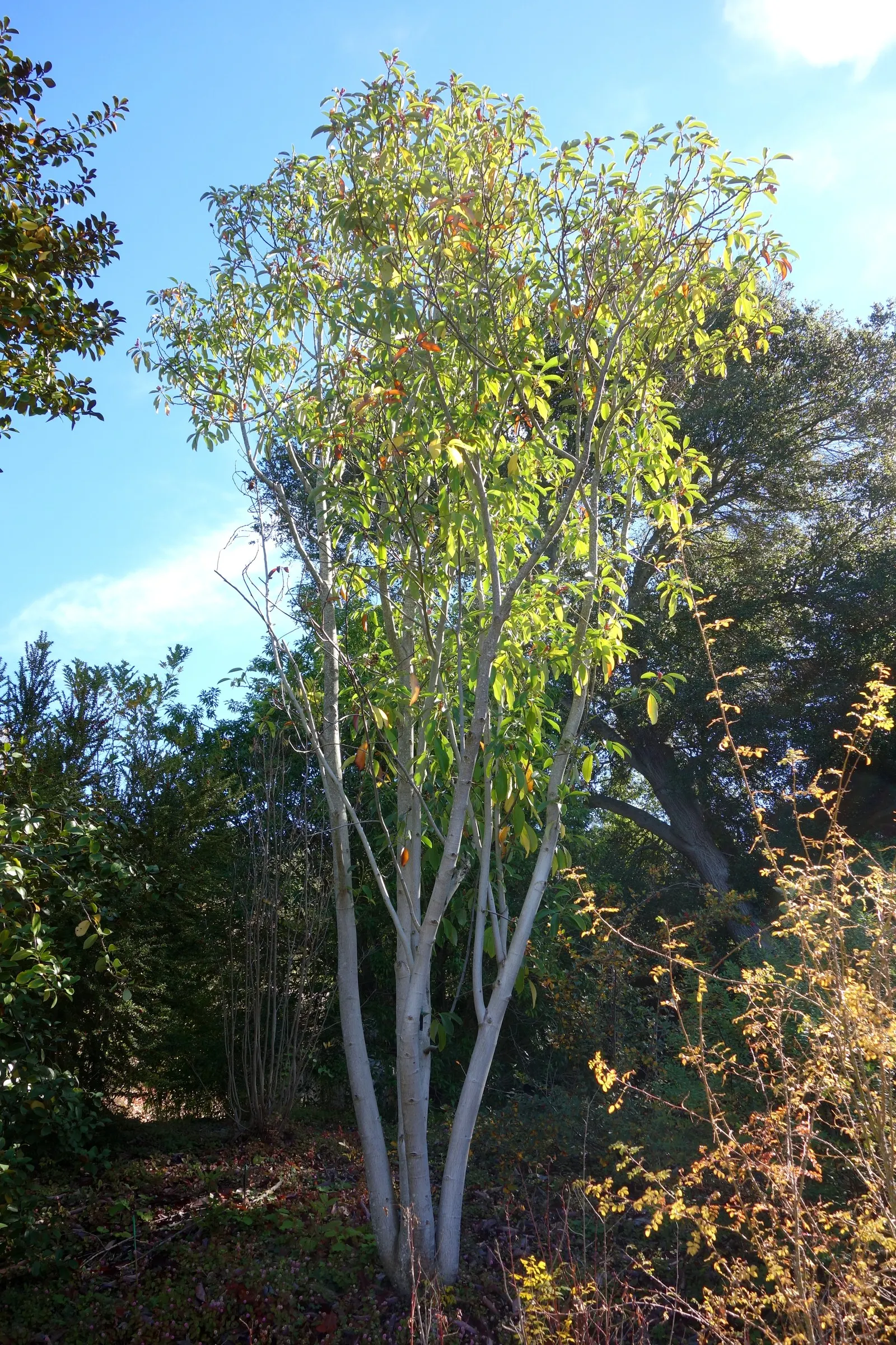Laurel Magnolia (Magnolia Laevifolia) — recently reclassified to Magnolia laevifolia