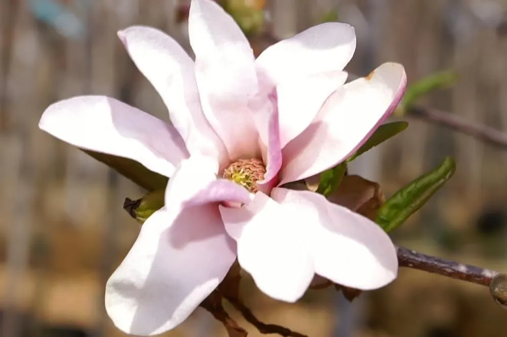 Leonard Messel Magnolia (Magnolia X Loebneri 'Leonard Messel') — is notable for its multi-stemmed