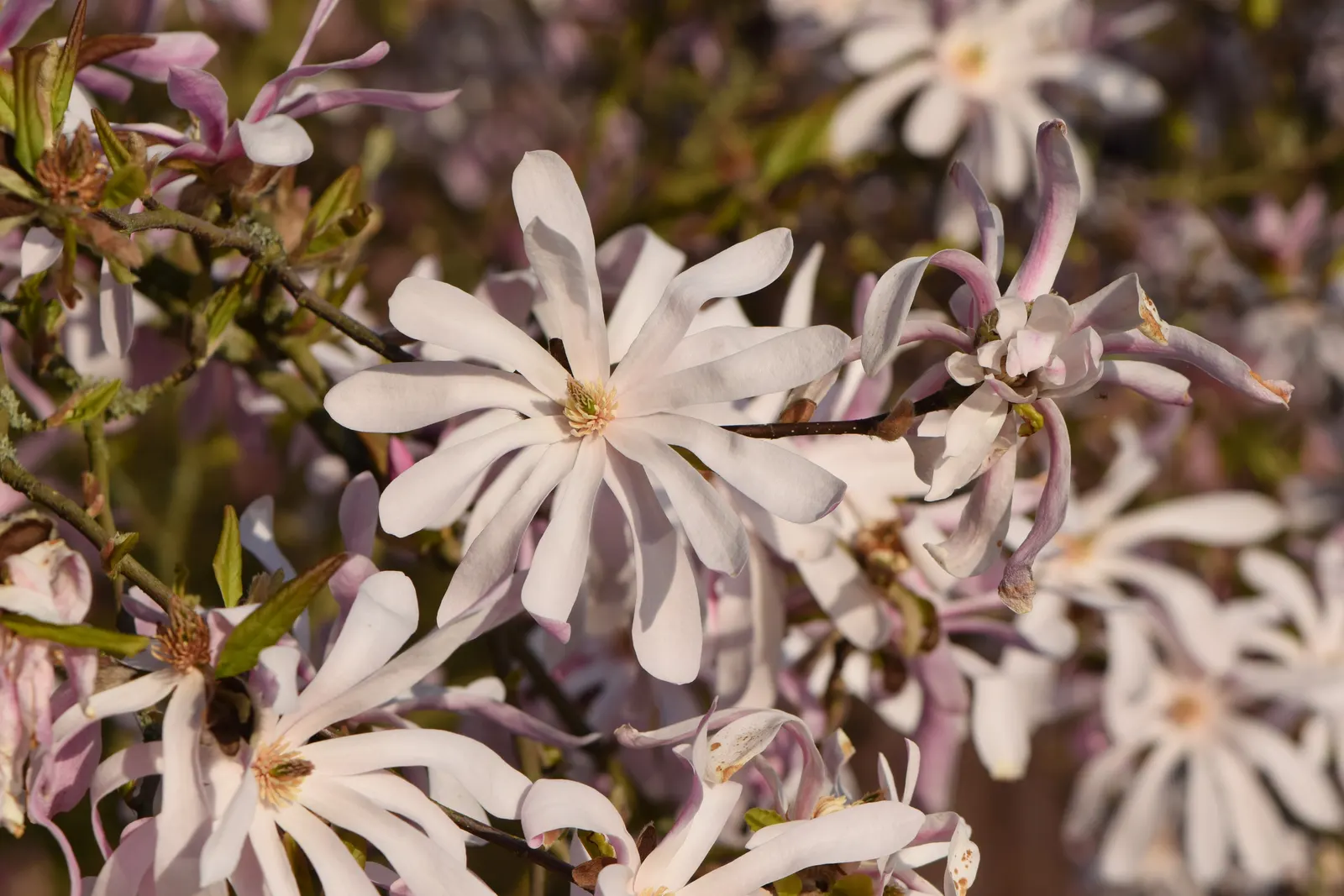 Leonard Messel Magnolia (Magnolia X Loebneri 'Leonard Messel') — It typically grows 10-15 feet tall and wide