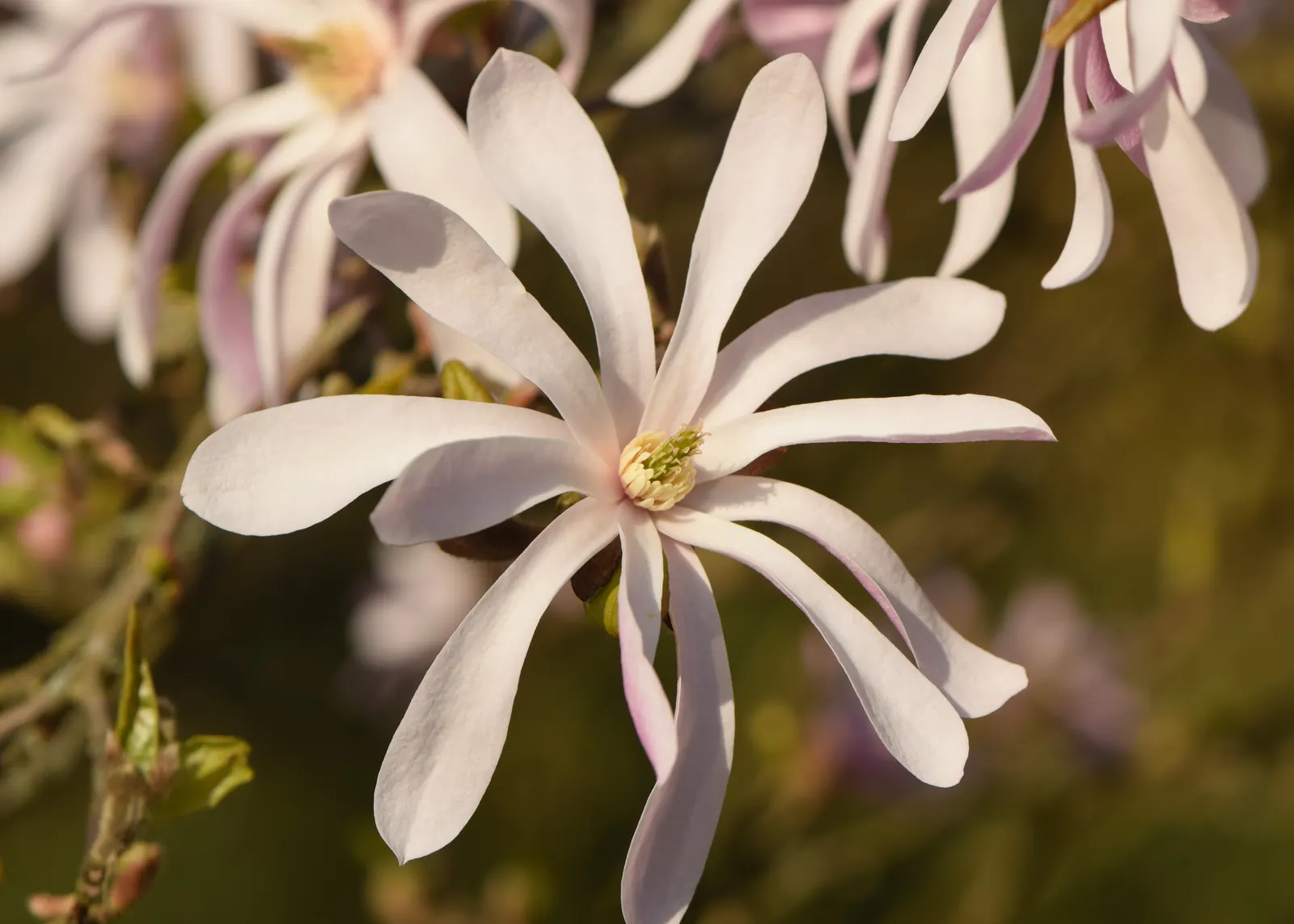 Leonard Messel Magnolia (Magnolia X Loebneri 'Leonard Messel') — 'Leonard Messel' is also cold hardy to Zone 5