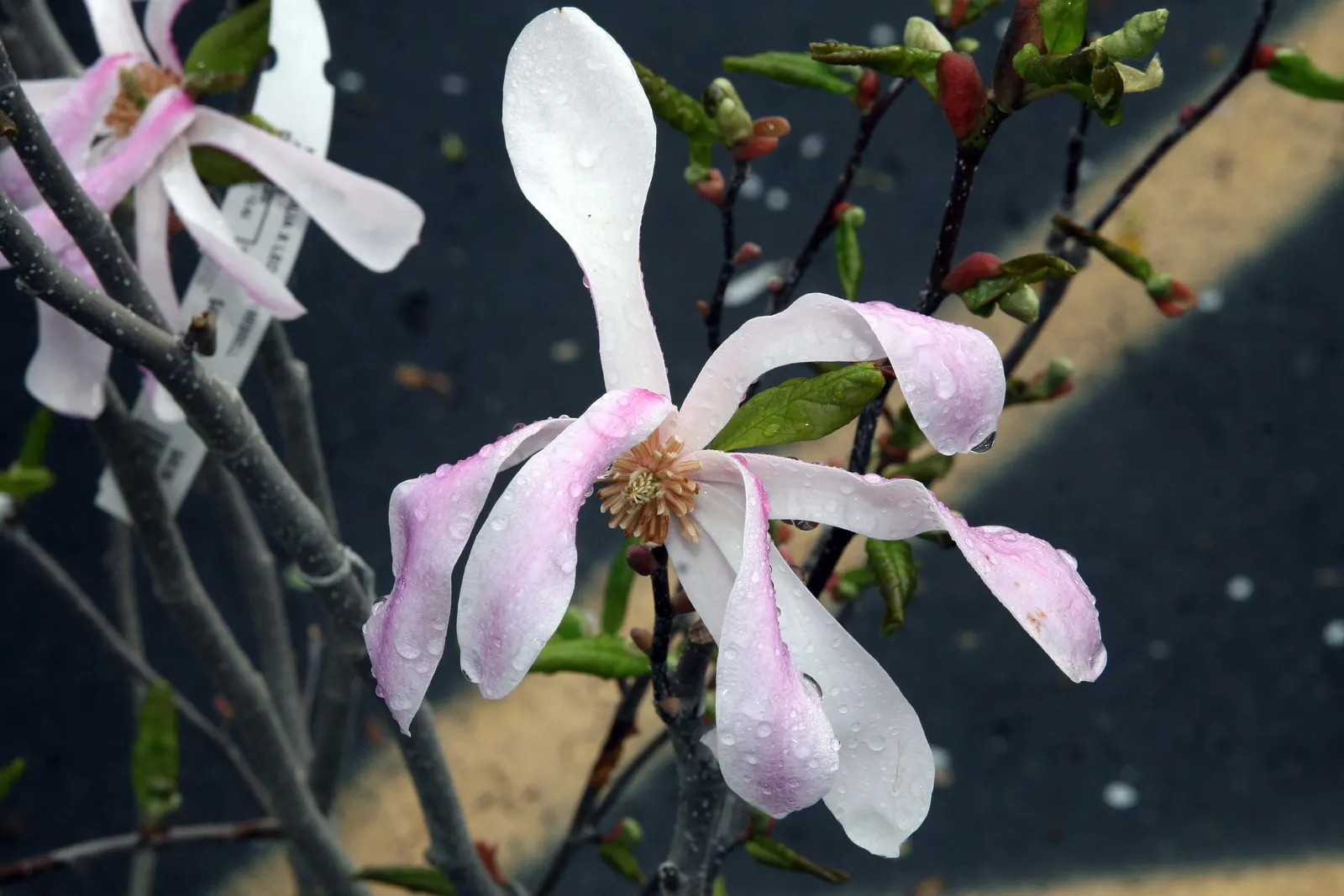 Leonard Messel Magnolia (Magnolia X Loebneri 'Leonard Messel') — making it an ideal focal point or natural screen.<br><br>In early to mid-spring