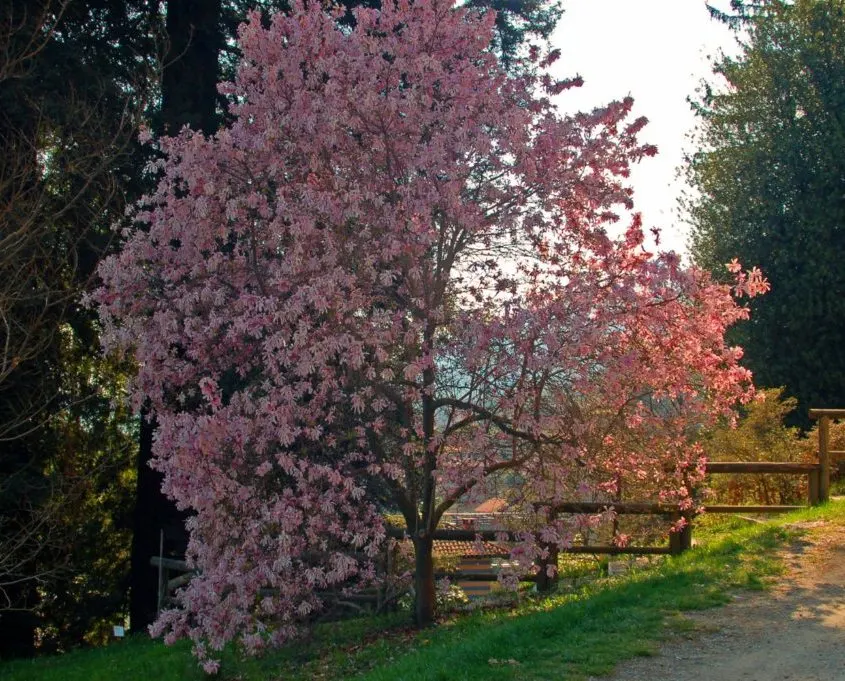 Leonard Messel Magnolia (Magnolia X Loebneri 'Leonard Messel') — It has moderate water requirements and exhibits good tolerance to air pollution