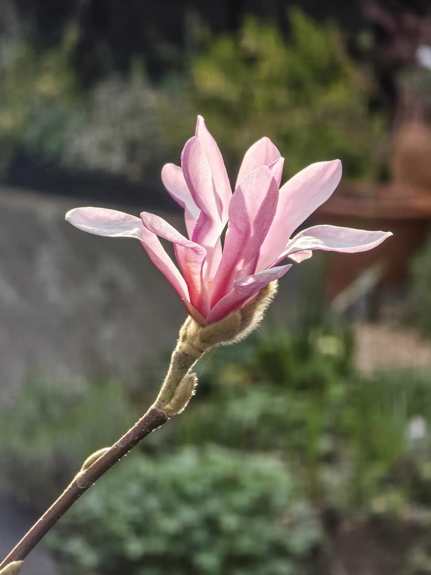 Leonard Messel Magnolia (Magnolia X Loebneri 'Leonard Messel') — reaching heights of 10 to 15 feet and a similar spread