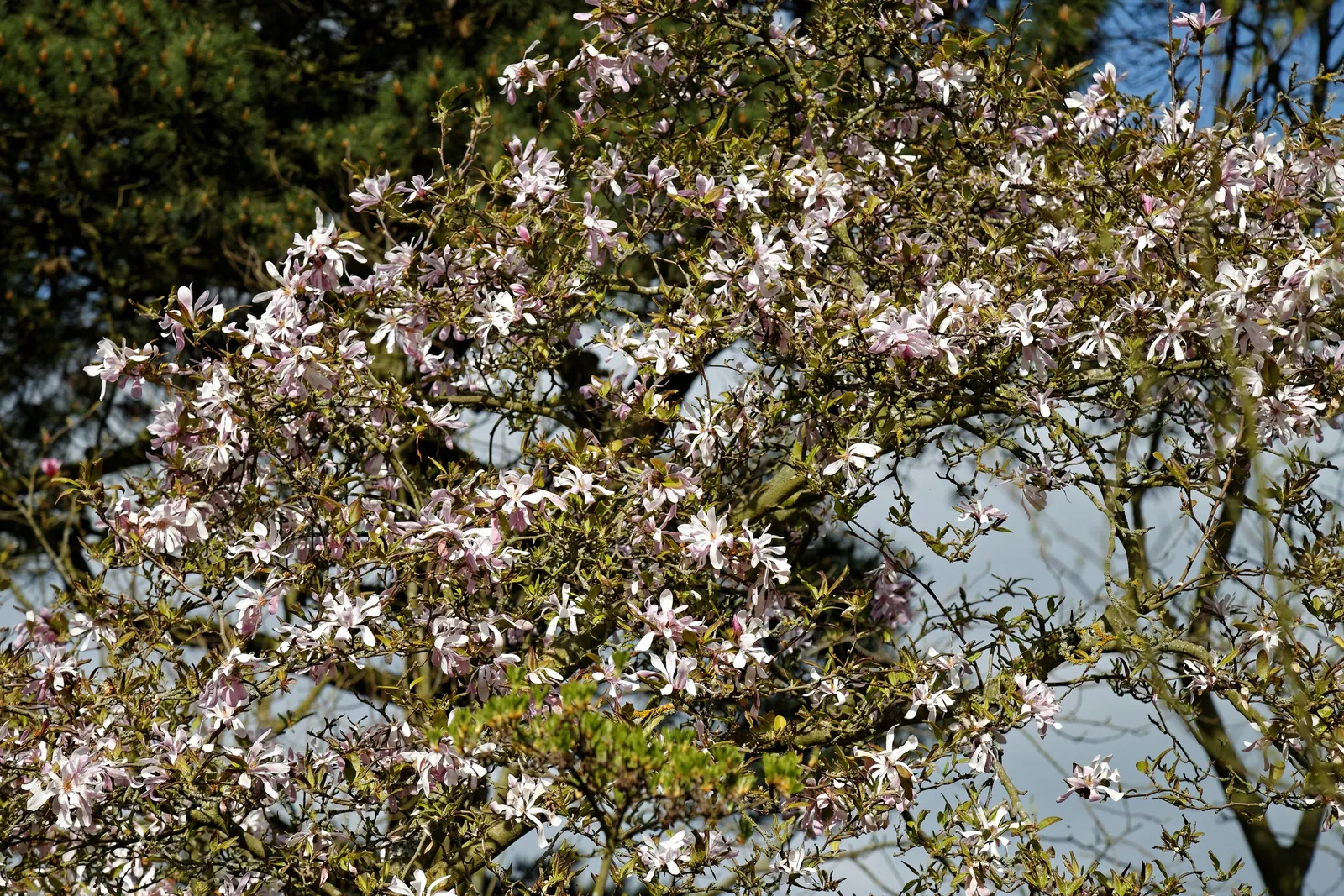Leonard Messel Magnolia (Magnolia X Loebneri 'Leonard Messel') — reveals a radiant array of soft pink to lilac petals with a slight recurve at the tips