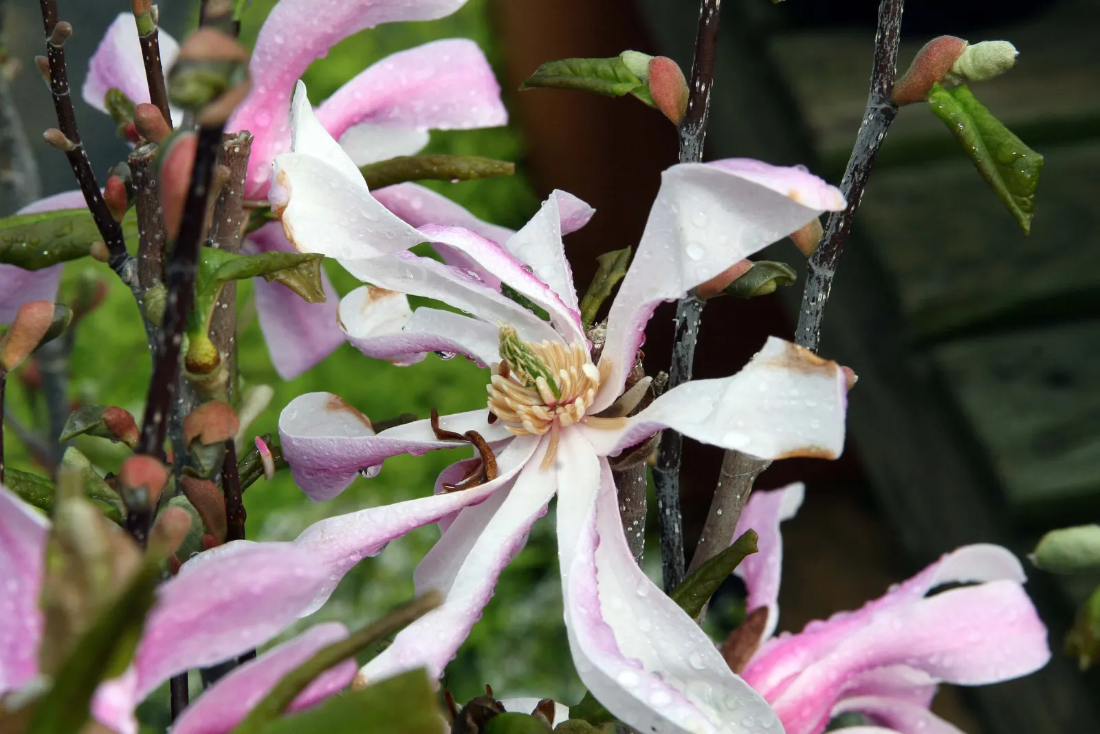 Leonard Messel Magnolia (Magnolia X Loebneri 'Leonard Messel') — Hardy in zones 5-9, it thrives in full sun to partial shade and prefers moist, well-drained