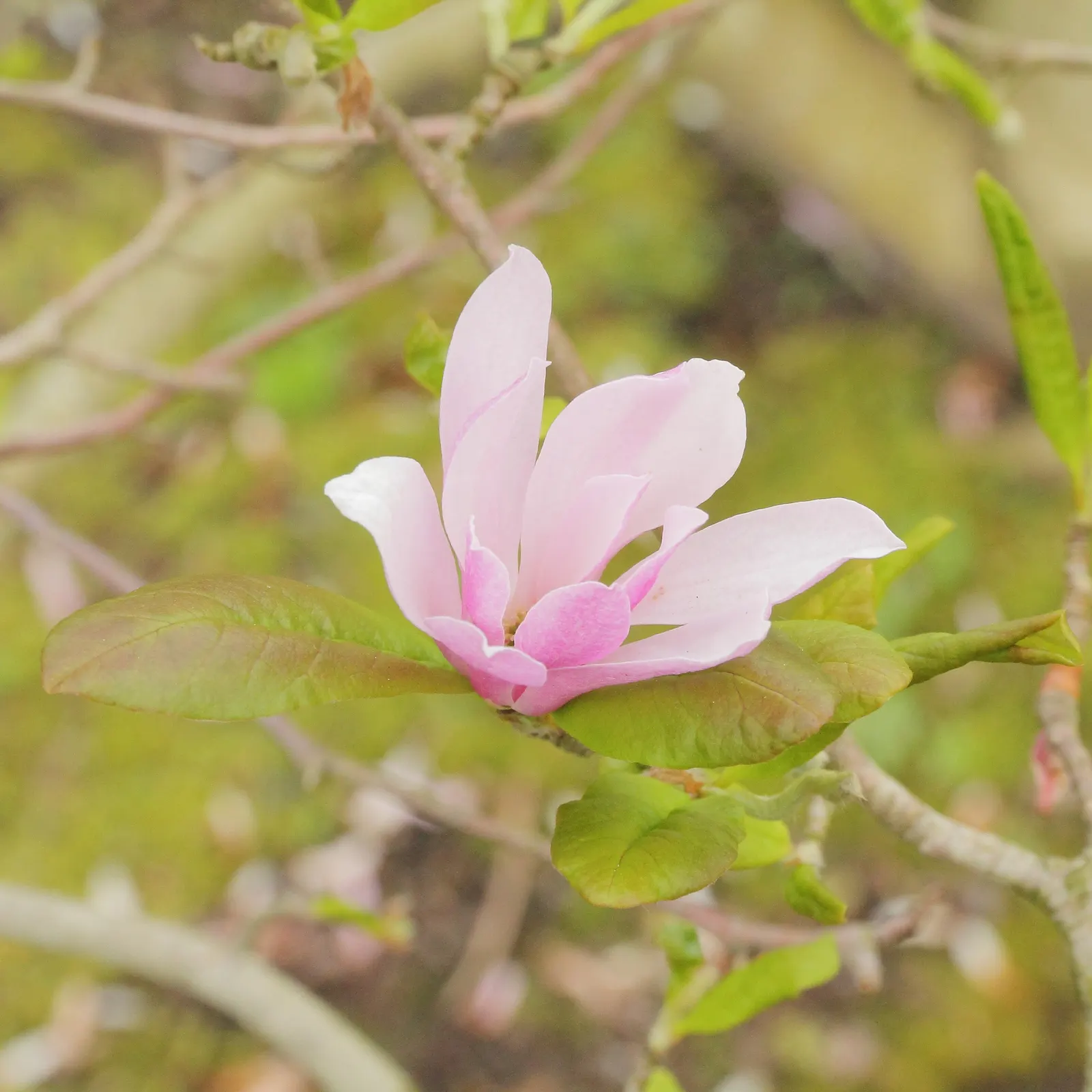 Leonard Messel Magnolia (Magnolia X Loebneri 'Leonard Messel') — a noteworthy deciduous hybrid