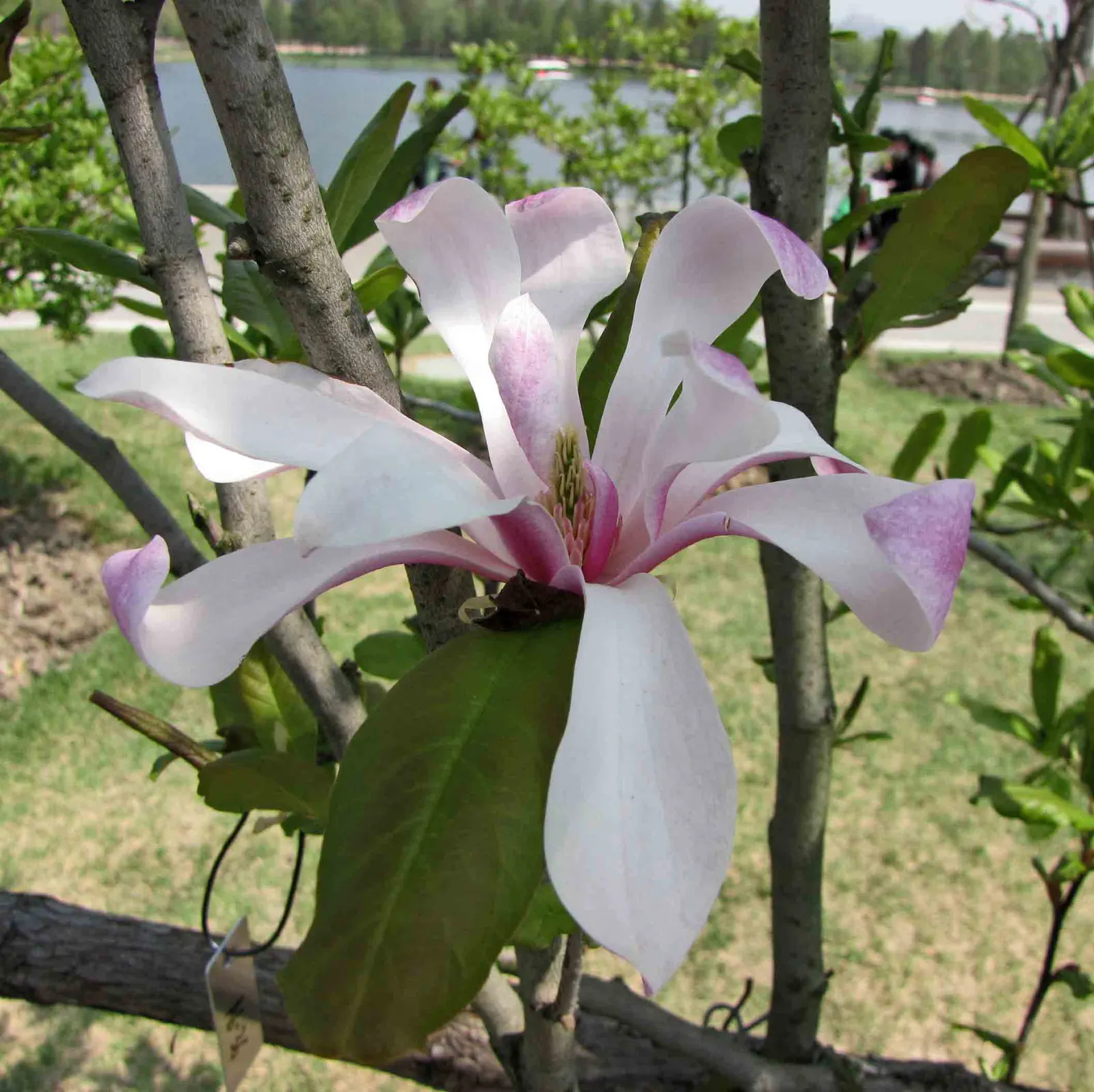 Leonard Messel Magnolia (Magnolia X Loebneri 'Leonard Messel') — 'Leonard Messel' adorns itself with an abundance of star-shaped flowers