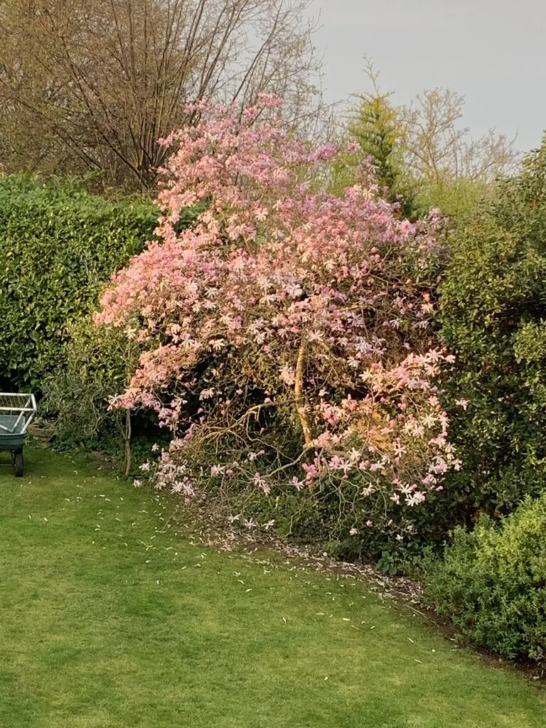 Leonard Messel Magnolia (Magnolia X Loebneri 'Leonard Messel') — is a show-stopping addition to any landscape design with its striking floral display and