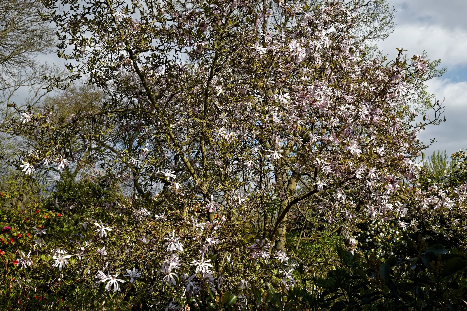 Leonard Messel Magnolia (Magnolia X Loebneri 'Leonard Messel') — spanning 4 to 6 inches across
