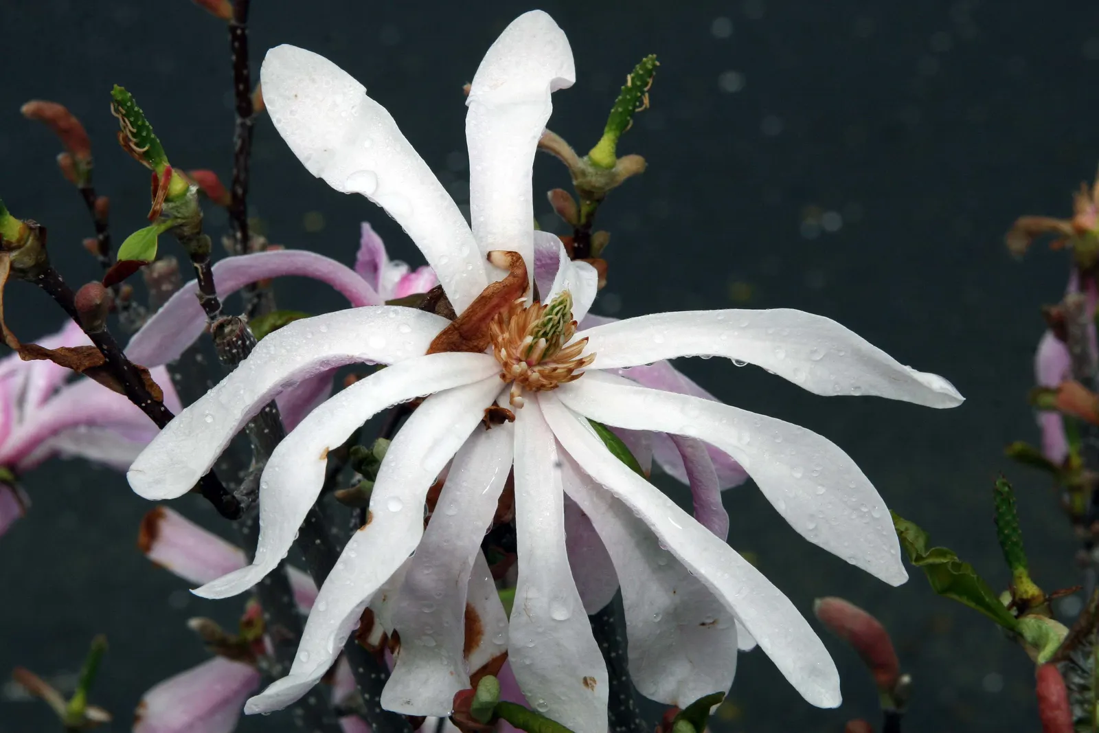 Leonard Messel Magnolia (Magnolia X Loebneri 'Leonard Messel') — fragrant flowers with strap-like petals in shades of pink and white