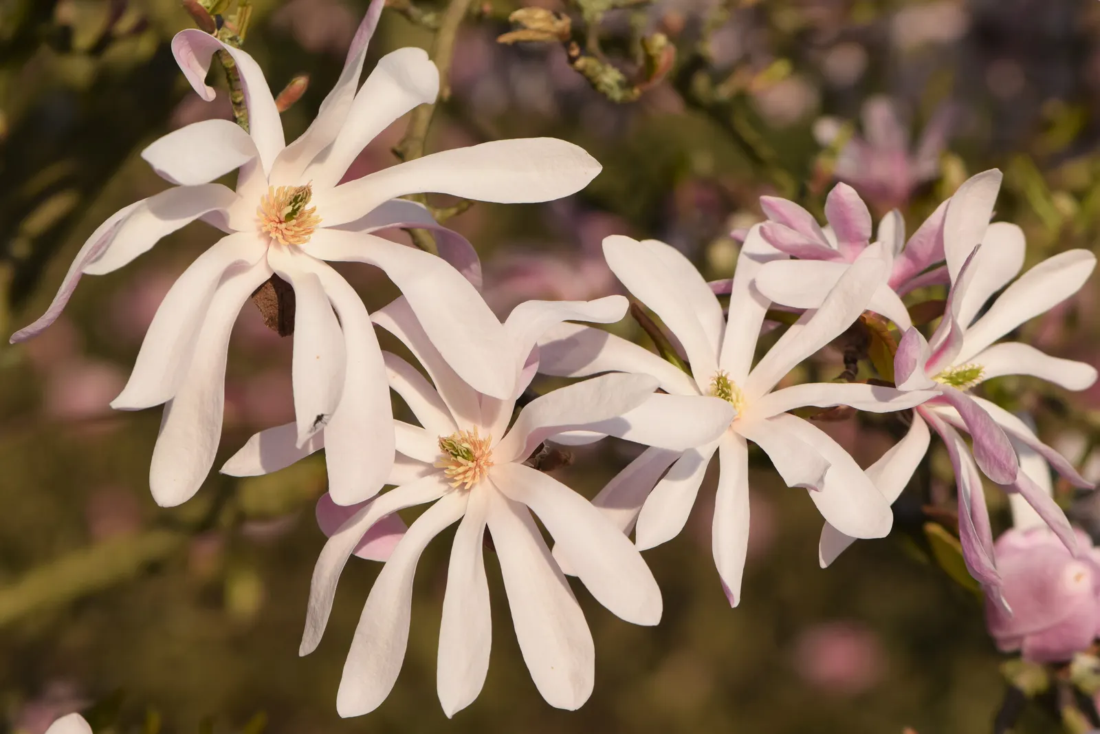 Leonard Messel Magnolia (Magnolia X Loebneri 'Leonard Messel') — deciduous hybrid known for its prolific spring blooms