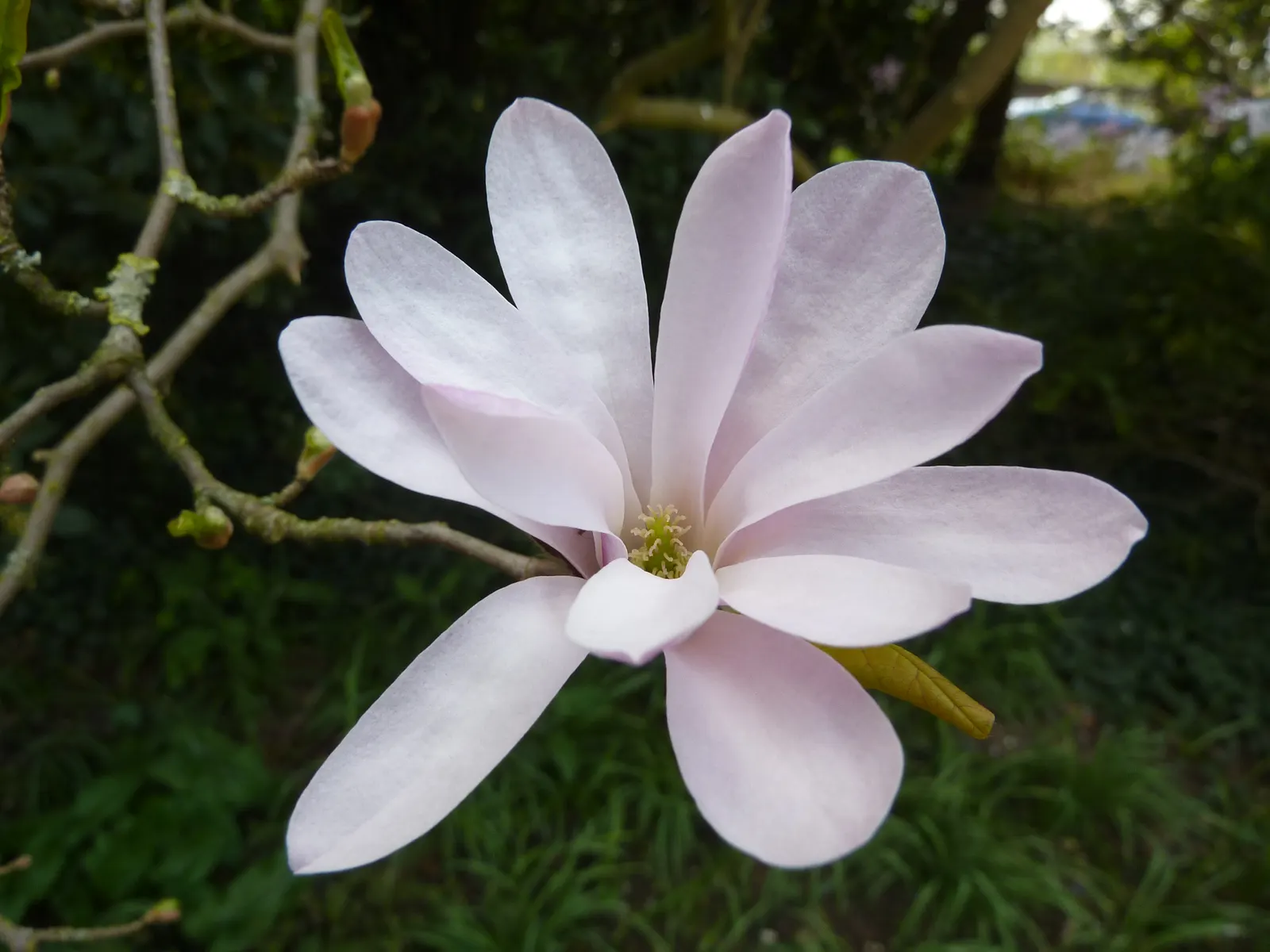 Leonard Messel Magnolia (Magnolia X Loebneri 'Leonard Messel') — The Leonard Messel Magnolia (Magnolia x loebneri 'Leonard Messel') is a stunning