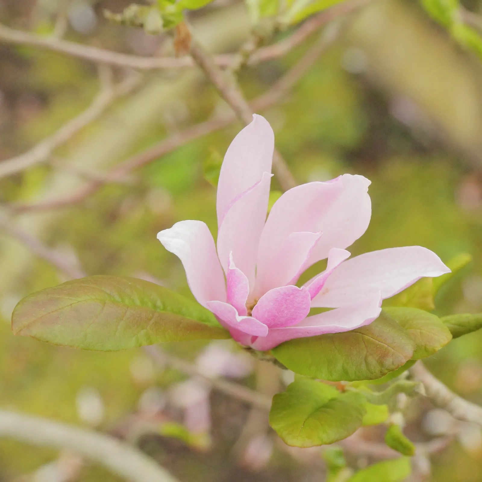 Leonard Messel Magnolia (Magnolia X Loebneri 'Leonard Messel') — A versatile specimen, it adds elegance to mixed borders and small gardens