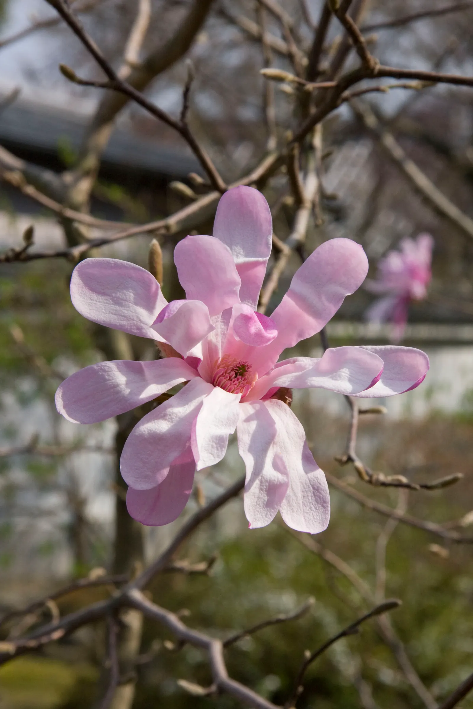 Leonard Messel Magnolia (Magnolia X Loebneri 'Leonard Messel') — making it versatile for urban gardens as well