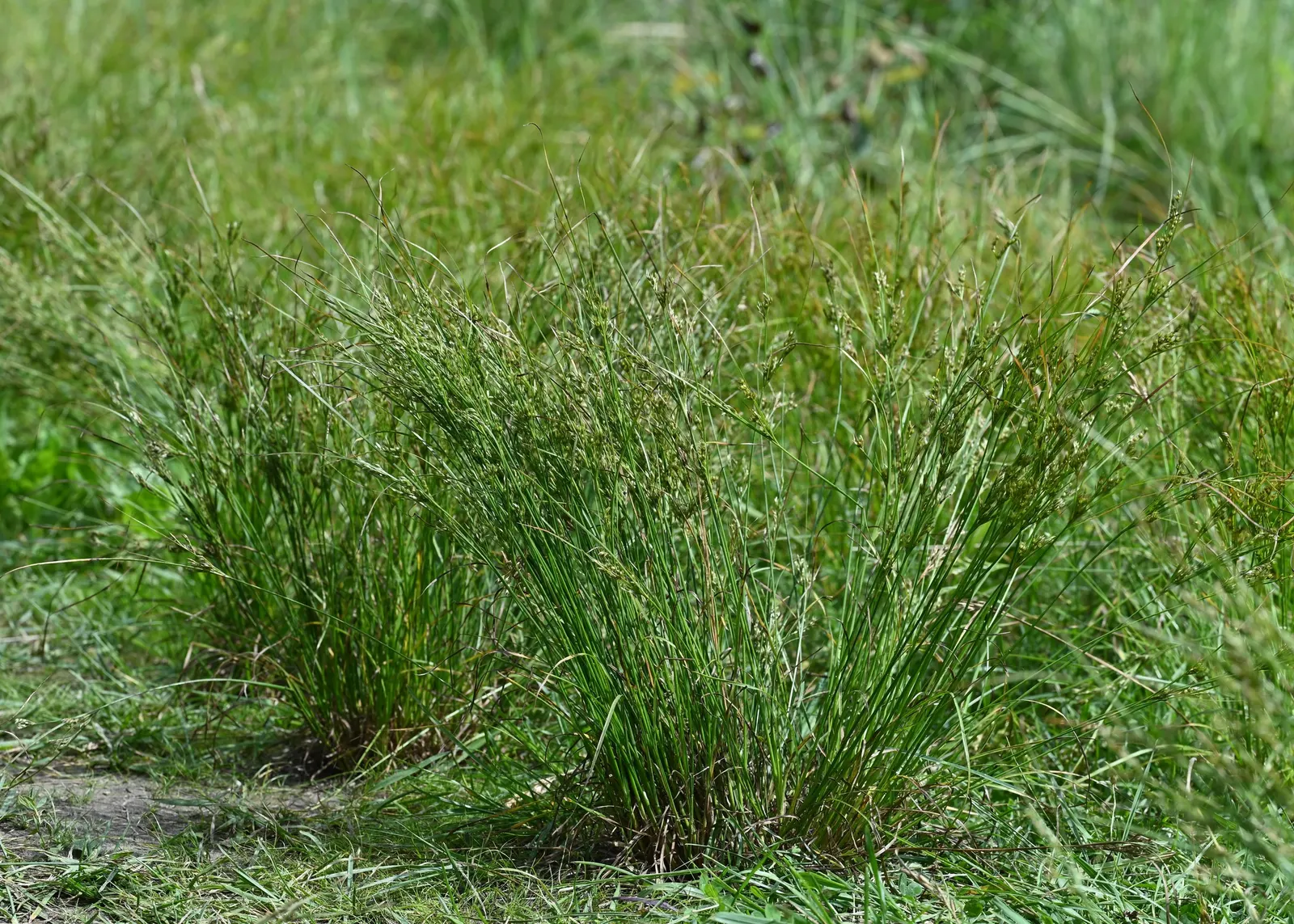 Slender Sedge (Carex Lasiocarpa) — grass / ground cover for half or shade