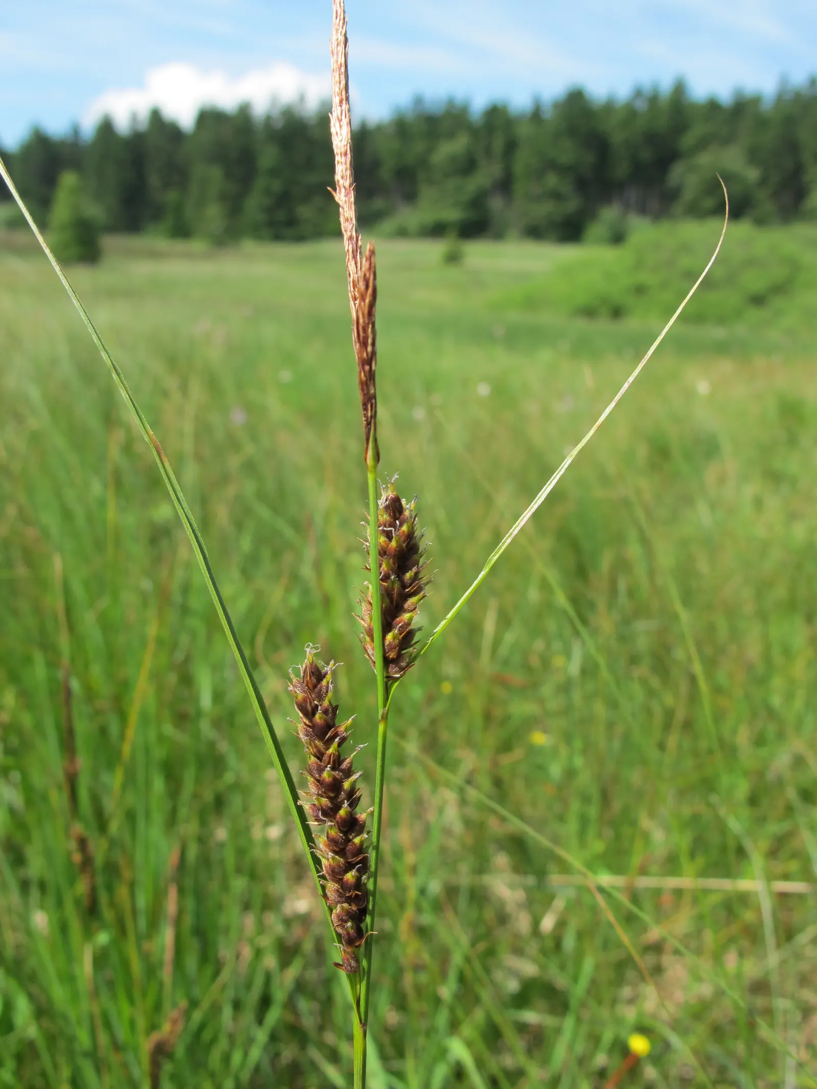 Slender Sedge (Carex Lasiocarpa) — With a height reaching up to 2 to 3 feet and a spread of approximately 1 to 2 feet; the Slender Sedge's foliage, image 96
