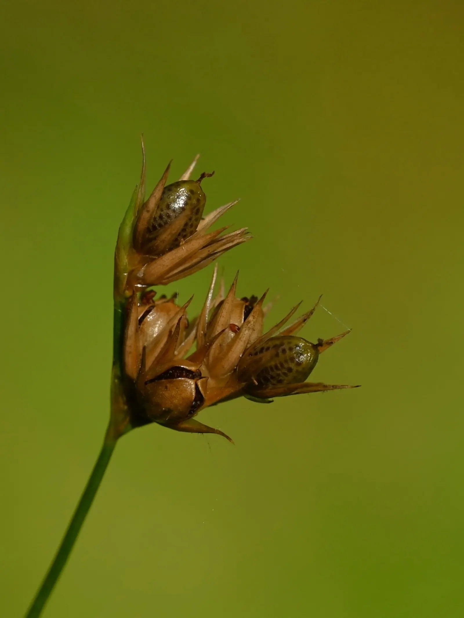 Slender Sedge (Carex Lasiocarpa) — thriving in moist soils (pH 5.8-7.2) with full to partial sun; showcasing its adaptive resilience to colder, image 110