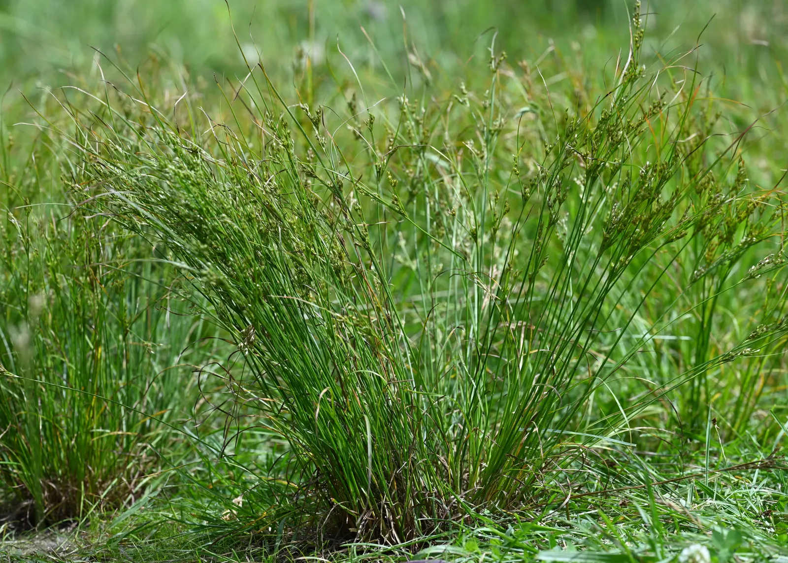 Slender Sedge (Carex Lasiocarpa) — providing a warm color transition into the colder months.<br><br>For the landscape designer; carex lasiocarpa, image 76