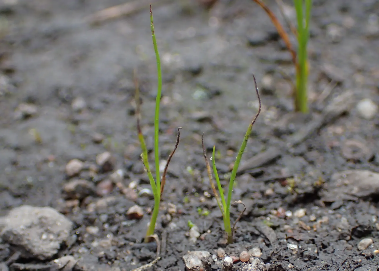 Slender Sedge (Carex Lasiocarpa) — which allows for elegant vertical accents within a moist garden setting.<br><br>Featuring fine-textured, image 98