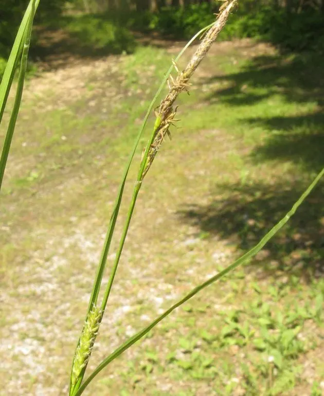 Slender Sedge (Carex Lasiocarpa) — Carex lasiocarpa is an ideal choice for naturalistic designs that aim to create a serene