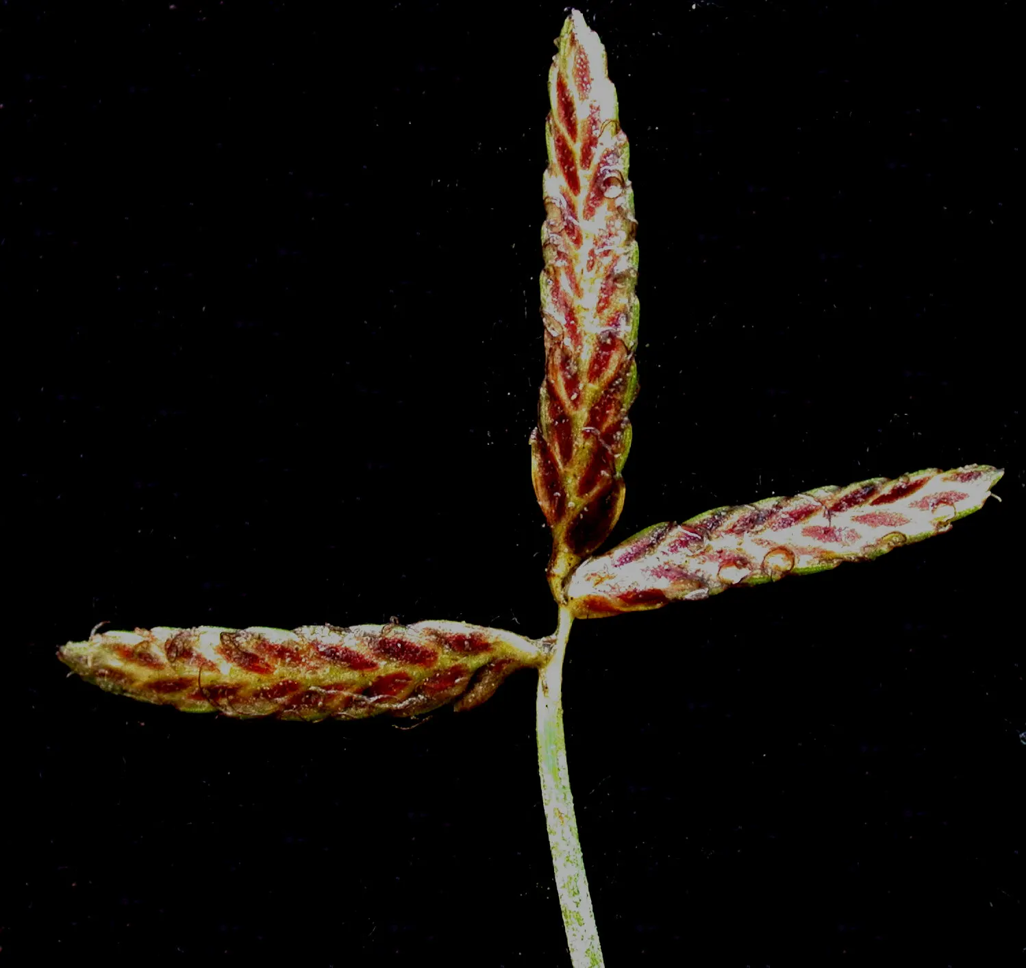 Slender Sedge (Carex Lasiocarpa) — Minimal maintenance; clip old growth in spring; the Slender Sedge flourishes when planted in full to partial sun, image 114