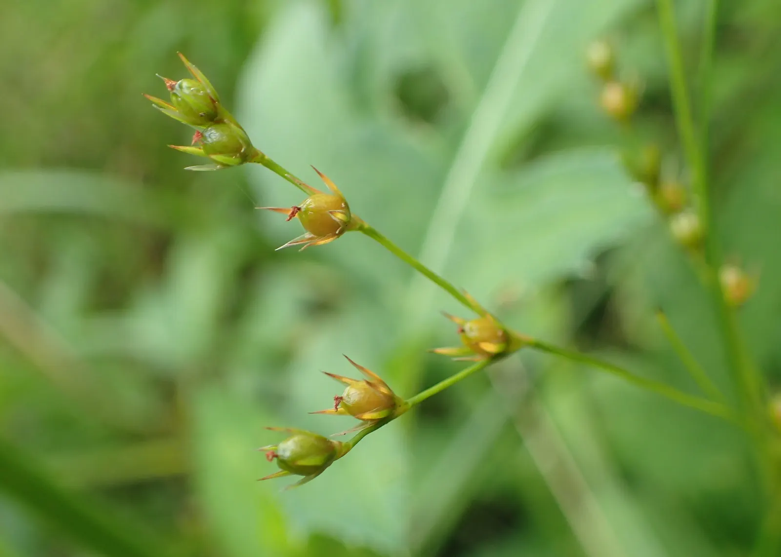 Slender Sedge (Carex Lasiocarpa) — Winter-hardy (zones 3-7), with feathery seed heads adding summer allure; white flowers in the garden, image 112