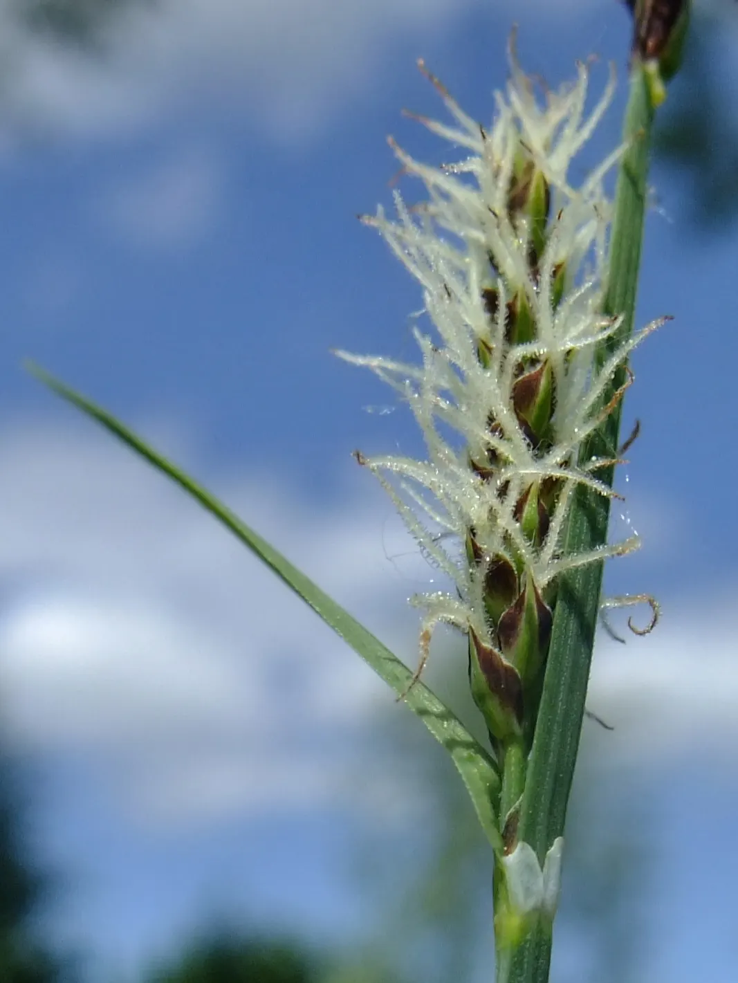 Slender Sedge (Carex Lasiocarpa) — making it highly suitable for pond edges and rain gardens, image 68
