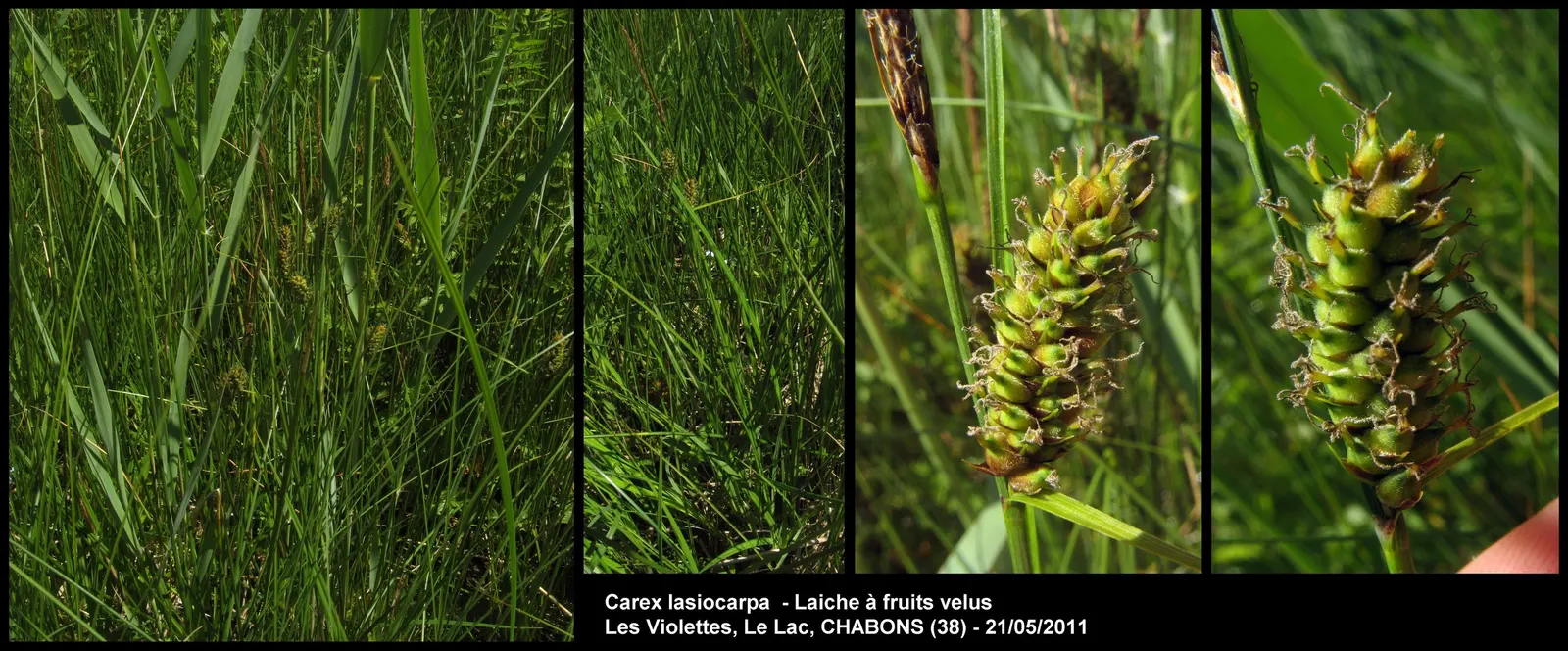 Slender Sedge (Carex Lasiocarpa) — boggy soils and is even tolerant of standing water; ideal for ecological, low-footprint designs