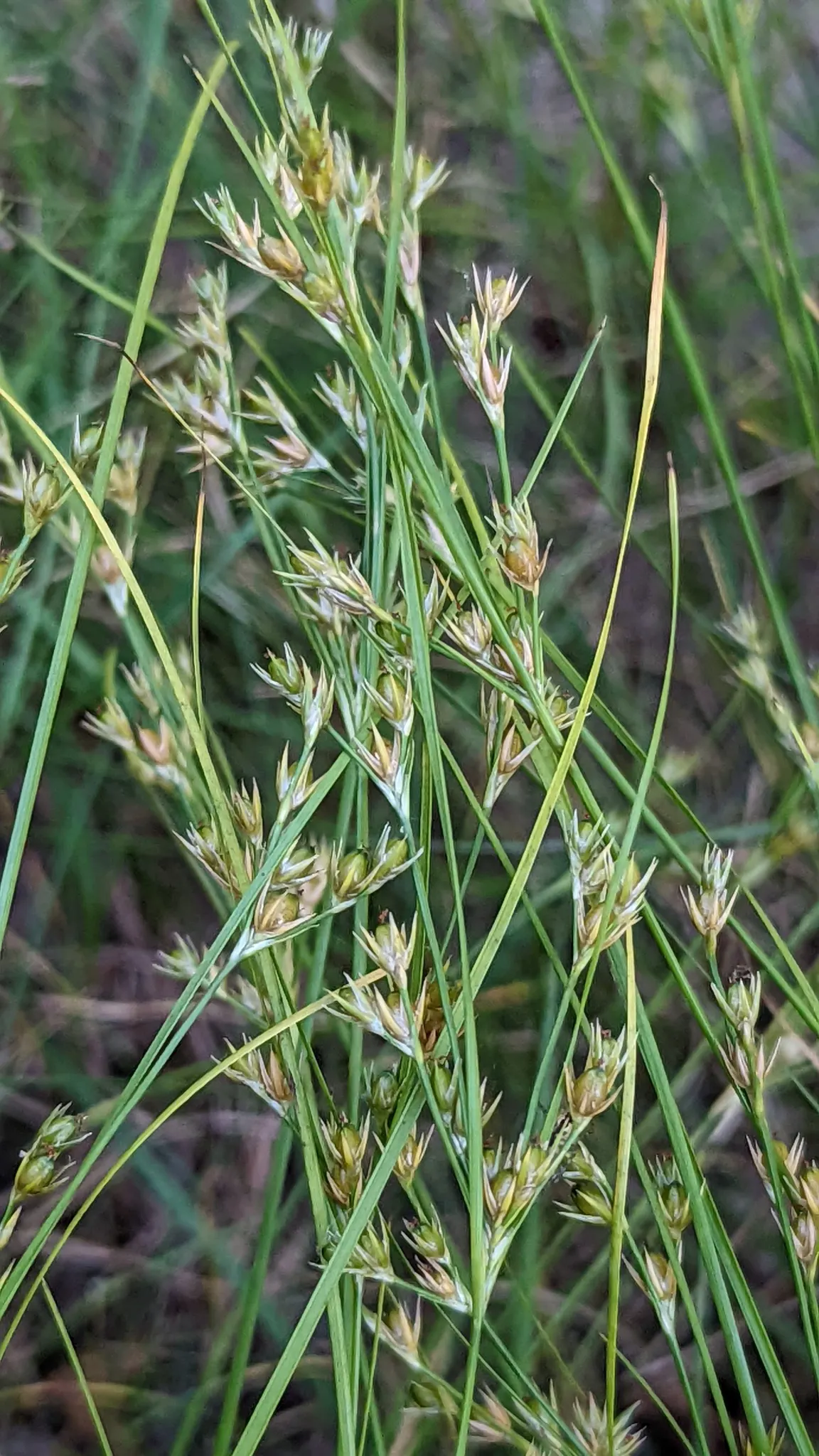 Slender Sedge (Carex Lasiocarpa) — scientifically known as Carex lasiocarpa; grass / ground cover with white blooms, image 89
