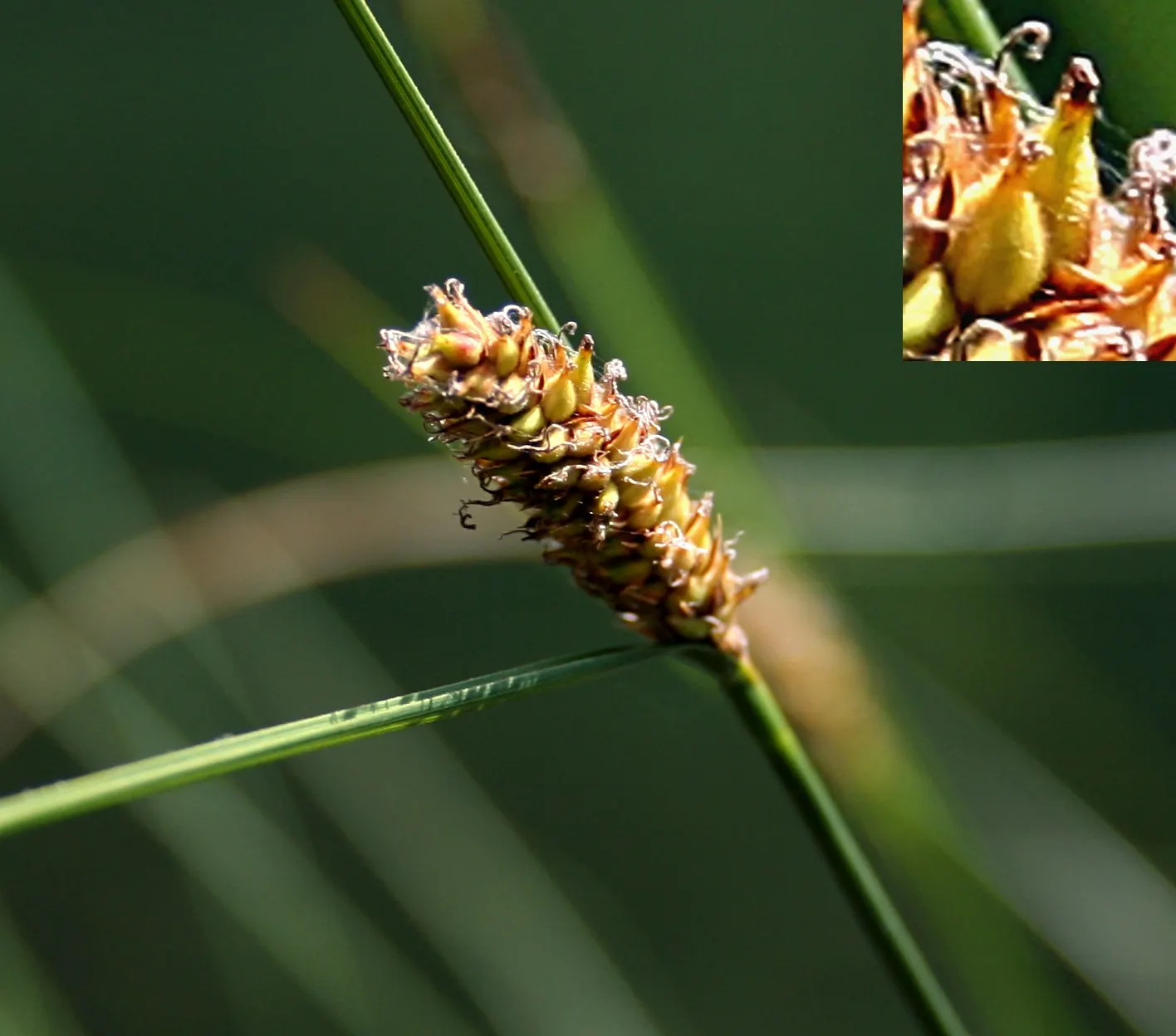 Slender Sedge (Carex Lasiocarpa) — Consider for natural water features, creating dense, graceful tufts, image 32