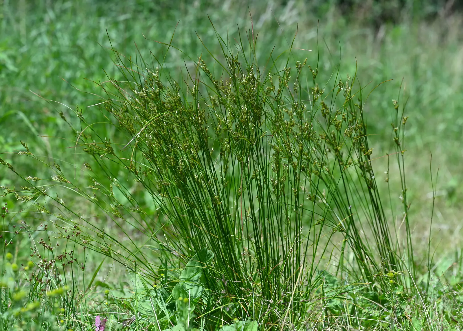 Slender Sedge (Carex Lasiocarpa) — providing a warm color transition into the colder months.<br><br>For the landscape designer; carex lasiocarpa, image 130