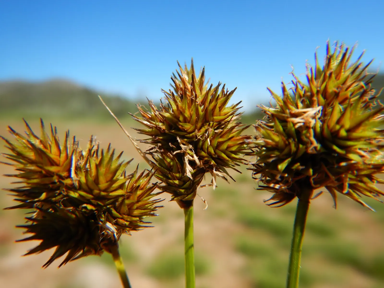 Slender Sedge (Carex Lasiocarpa) — The Slender Sedge's foliage turns a coppery-brown as the season progresses into autumn; is a captivating addition to any