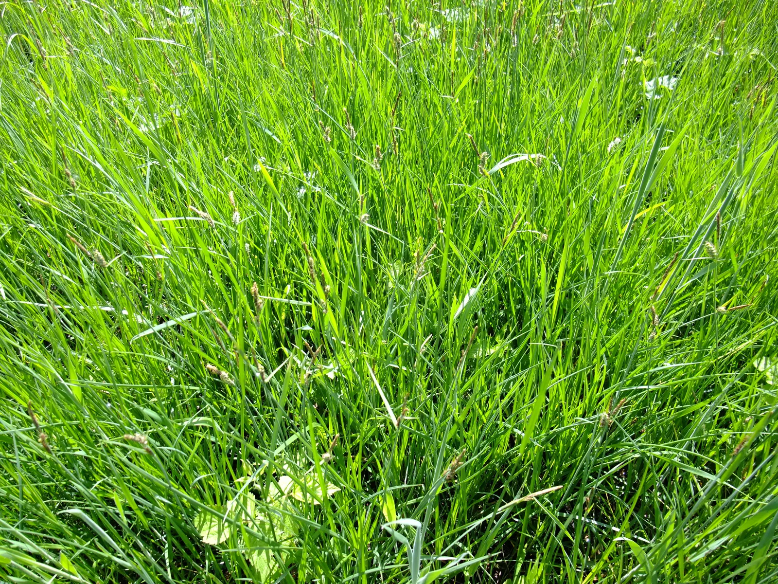 Slender Sedge (Carex Lasiocarpa) — Its delicate, fine-textured foliage reaches up to 3 feet high, spreading 1-2 feet; green foliage with a slightly, image 111