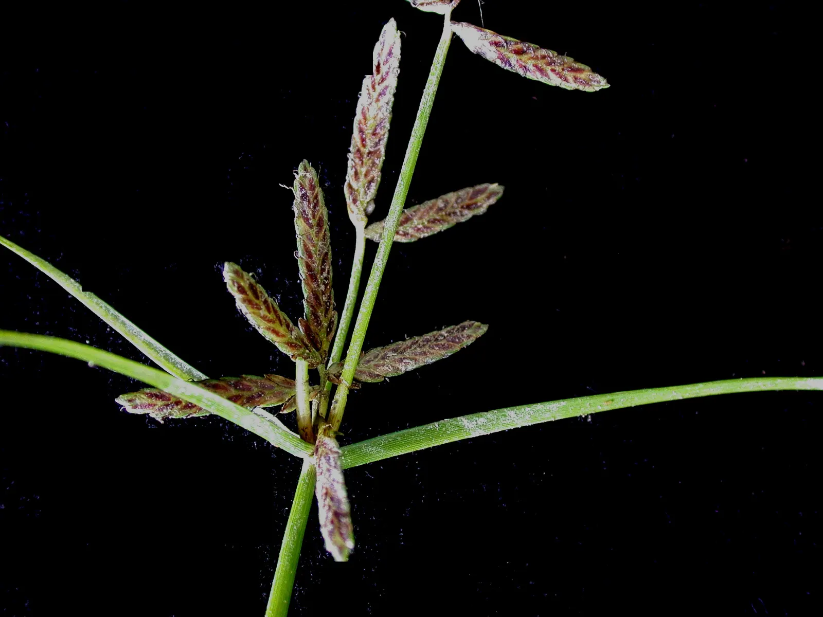 Slender Sedge (Carex Lasiocarpa) — showcasing its adaptive resilience to colder climates.<br><br>Typically found in marshy conditions