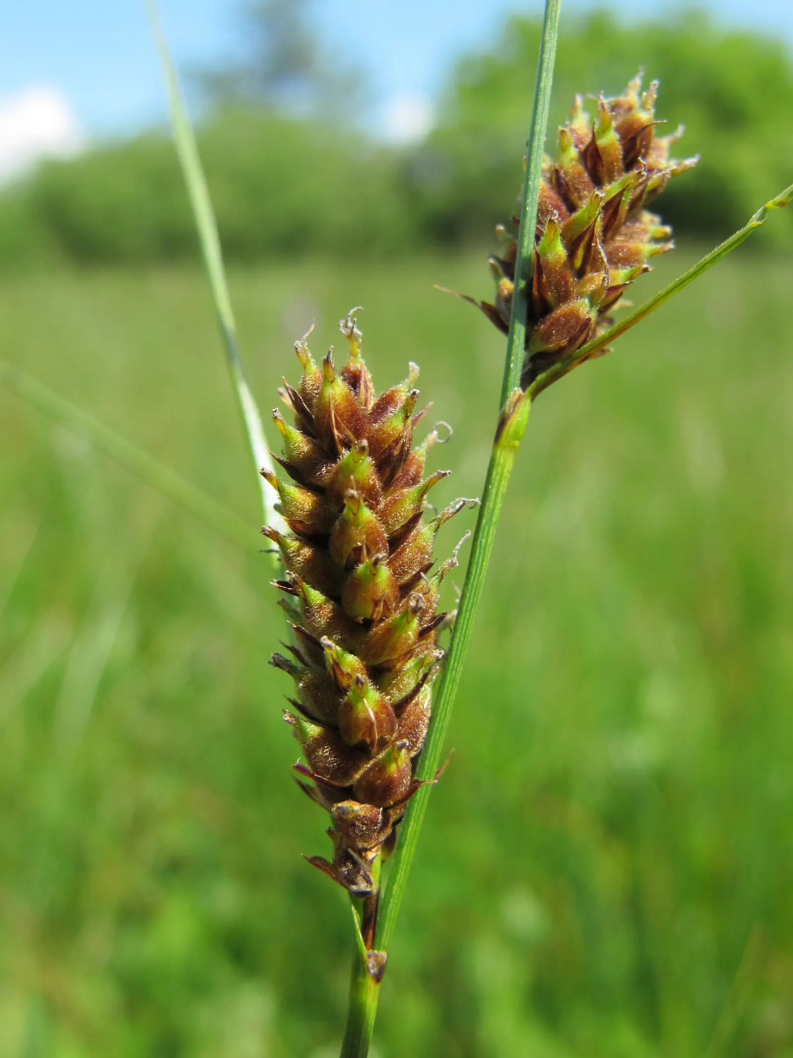 Slender Sedge (Carex Lasiocarpa) — scientifically known as Carex lasiocarpa; grass / ground cover with white blooms