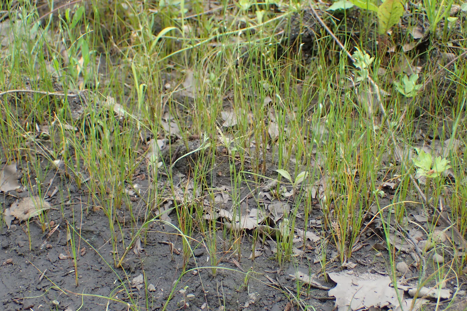 Slender Sedge (Carex Lasiocarpa) — boggy soils and is even tolerant of standing water
