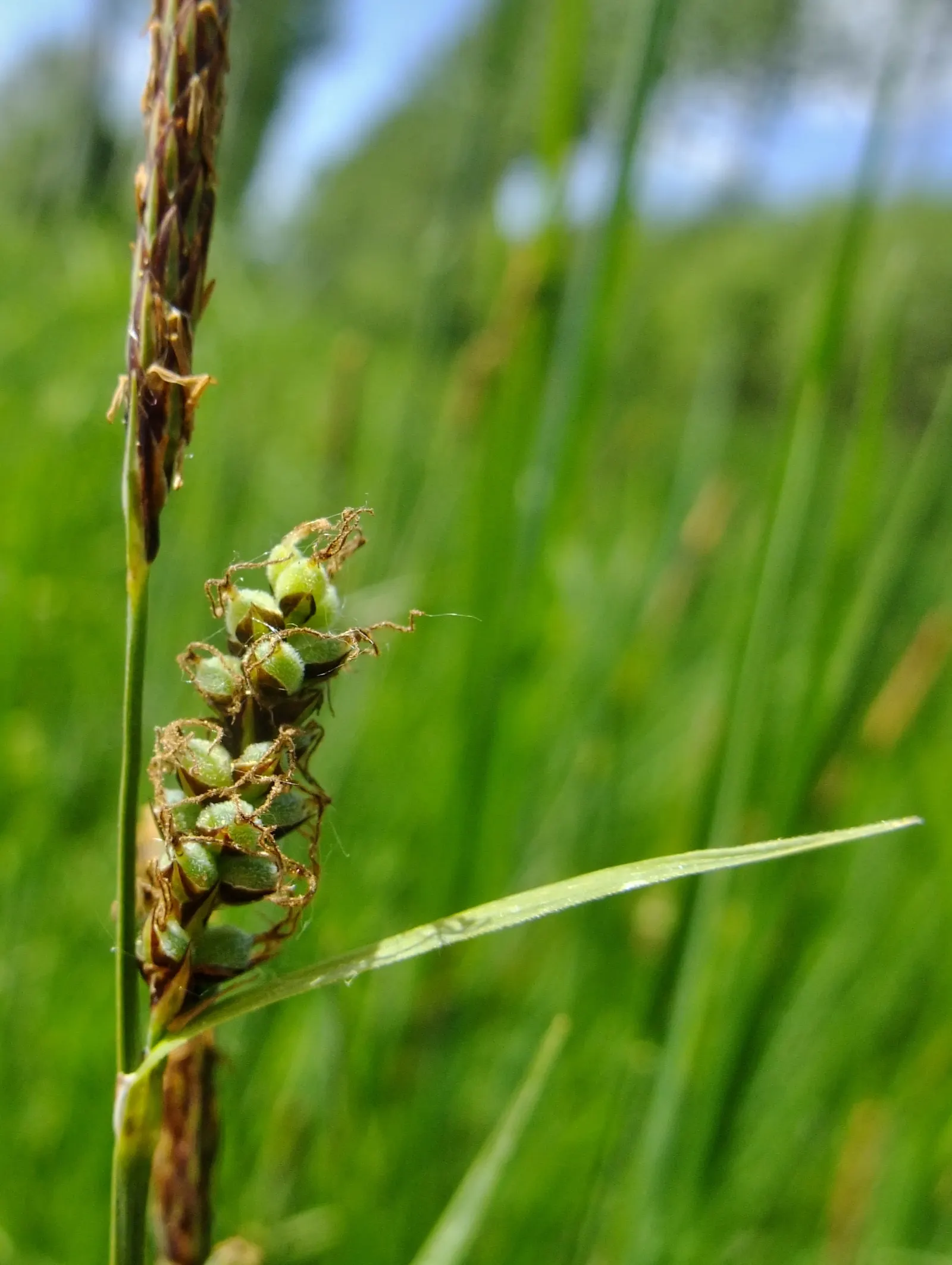 Slender Sedge (Carex Lasiocarpa) — Minimal maintenance; clip old growth in spring; the Slender Sedge flourishes when planted in full to partial sun, image 60