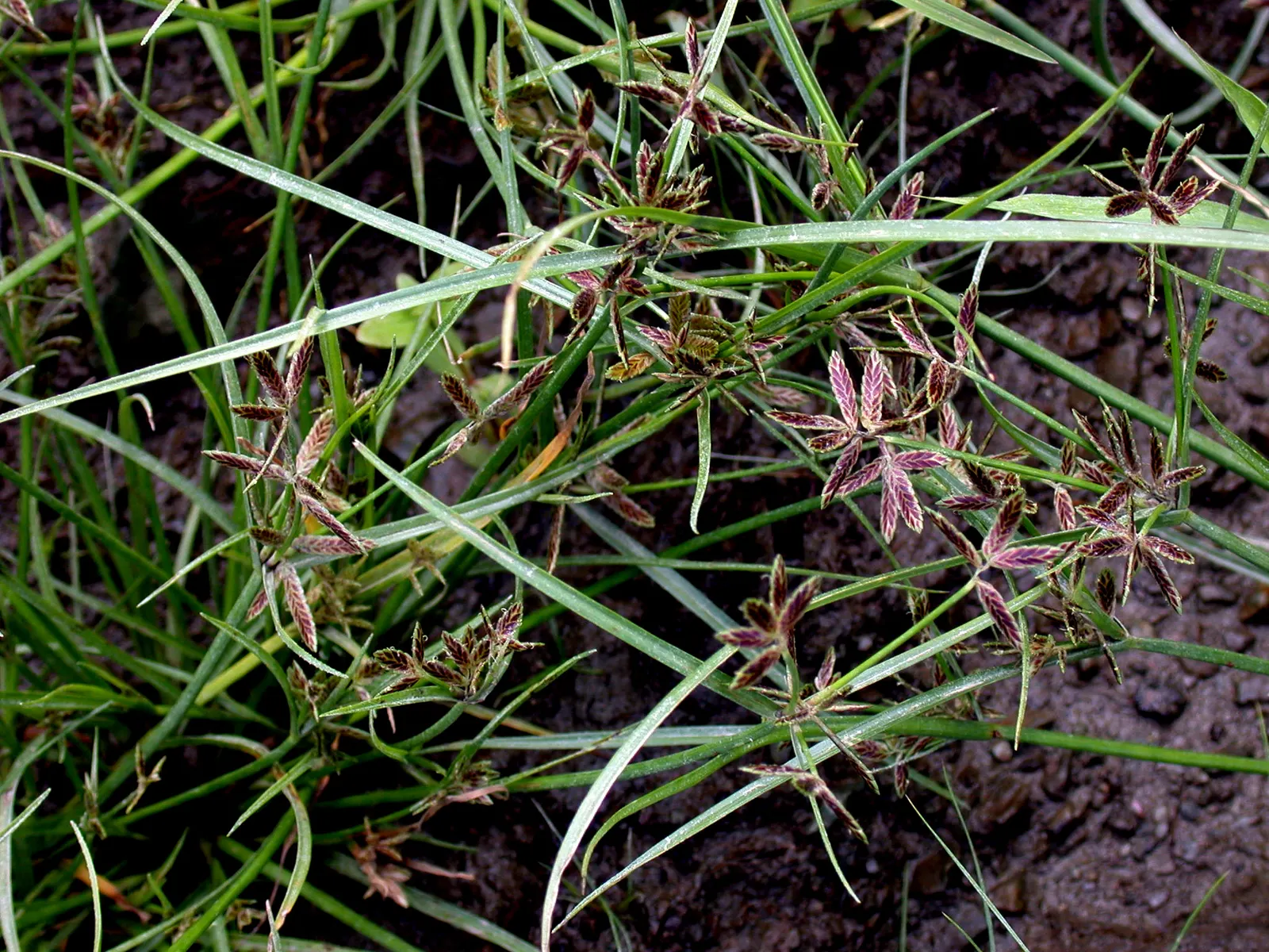 Slender Sedge (Carex Lasiocarpa) — showcasing its adaptive resilience to colder climates.<br><br>Typically found in marshy conditions; these subtle, image 92