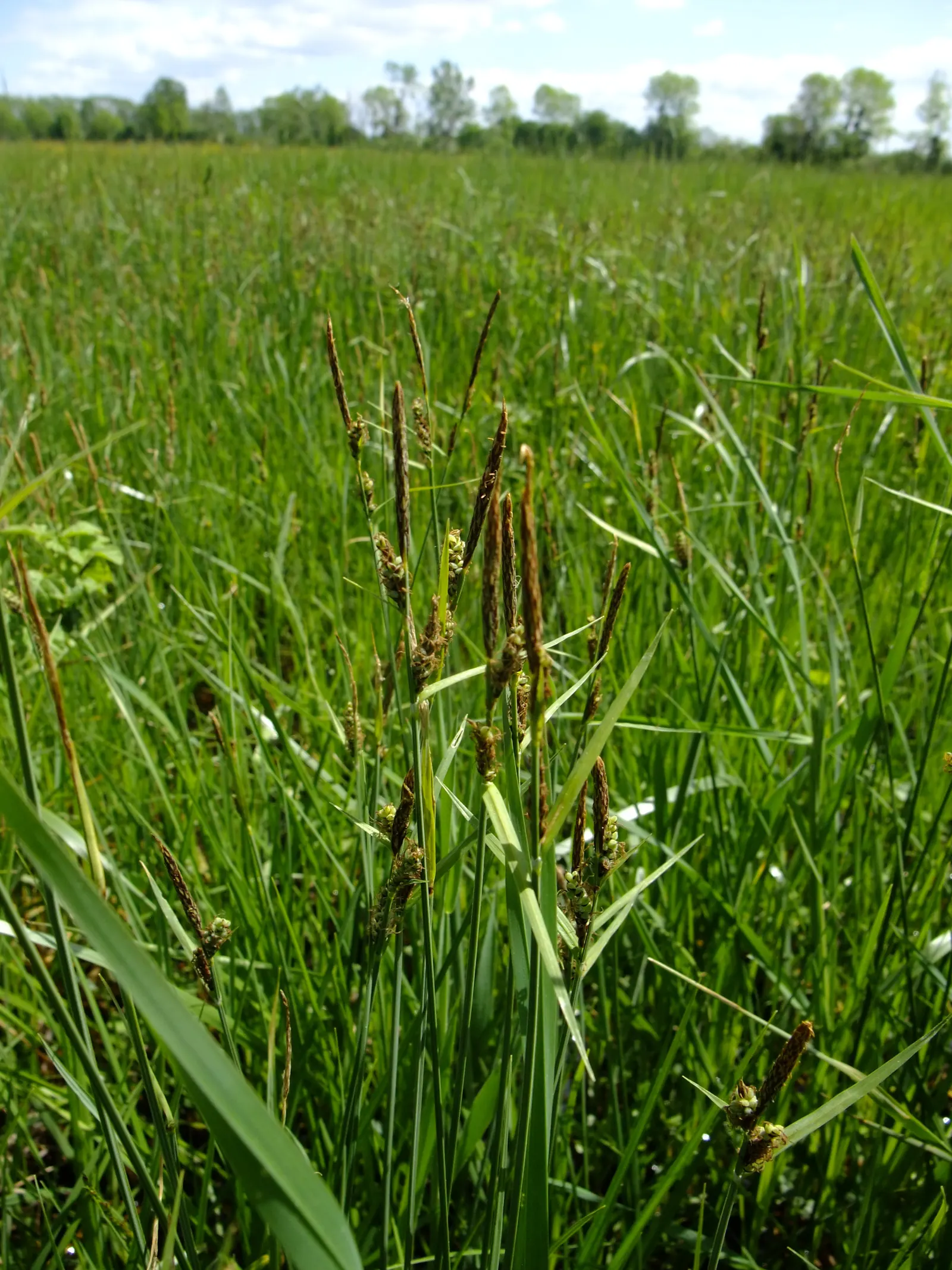Slender Sedge (Carex Lasiocarpa) — it produces inconspicuous brown flower spikes in late spring to early summer; providing a warm color transition, image 73