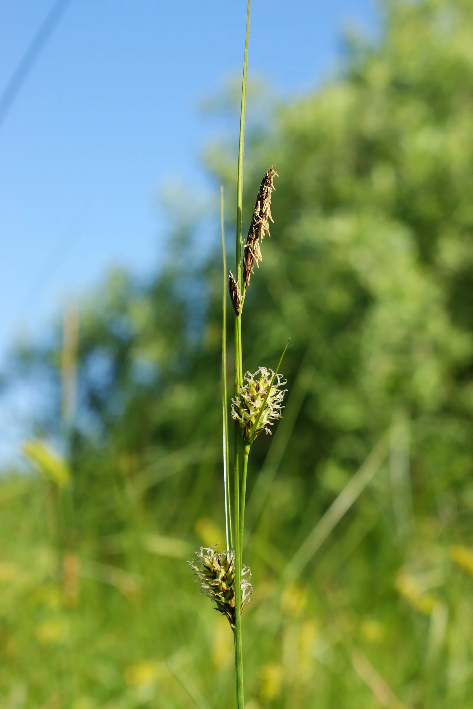 Slender Sedge (Carex Lasiocarpa) — These subtle inflorescences add a touch of visual interest without overshadowing companion plants; thriving in, image 128