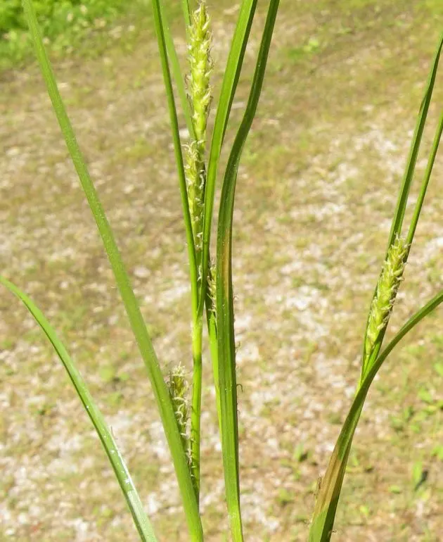 Slender Sedge (Carex Lasiocarpa) — which allows for elegant vertical accents within a moist garden setting.<br><br>Featuring fine-textured; scientifically